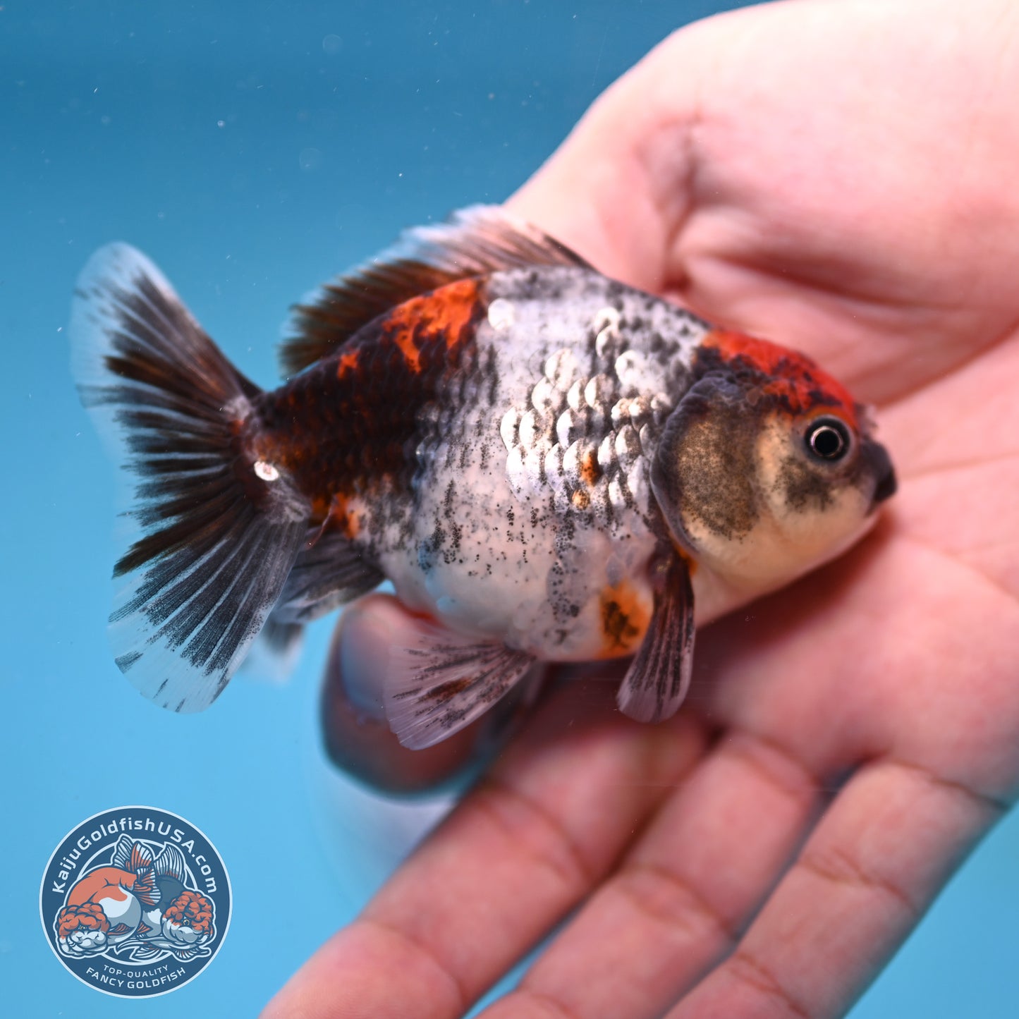 2-Pack Juvenile Shogun Long Body Oranda 2.5-3.5 inch Body (251017_OR25)