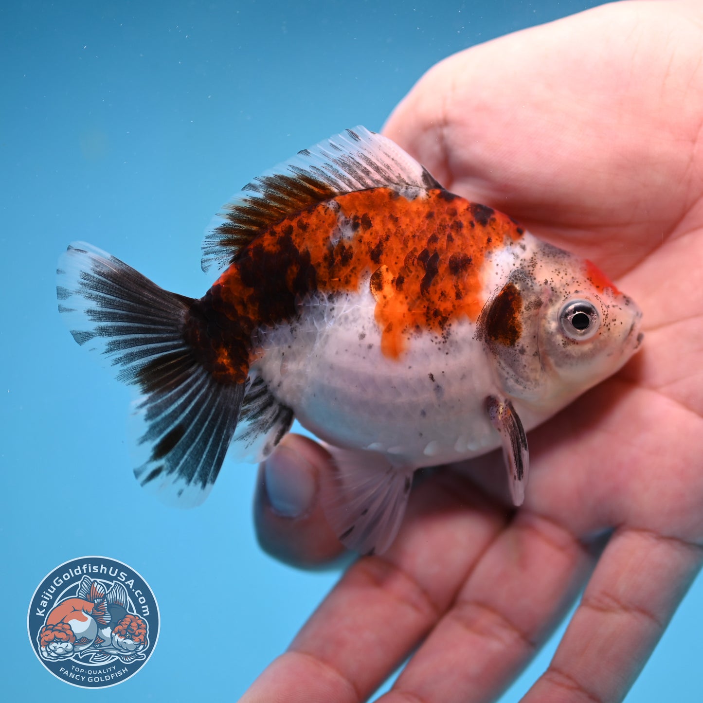 2-Pack Juvenile Shogun Long Body Oranda 2.5-3.5 inch Body (251017_OR25)