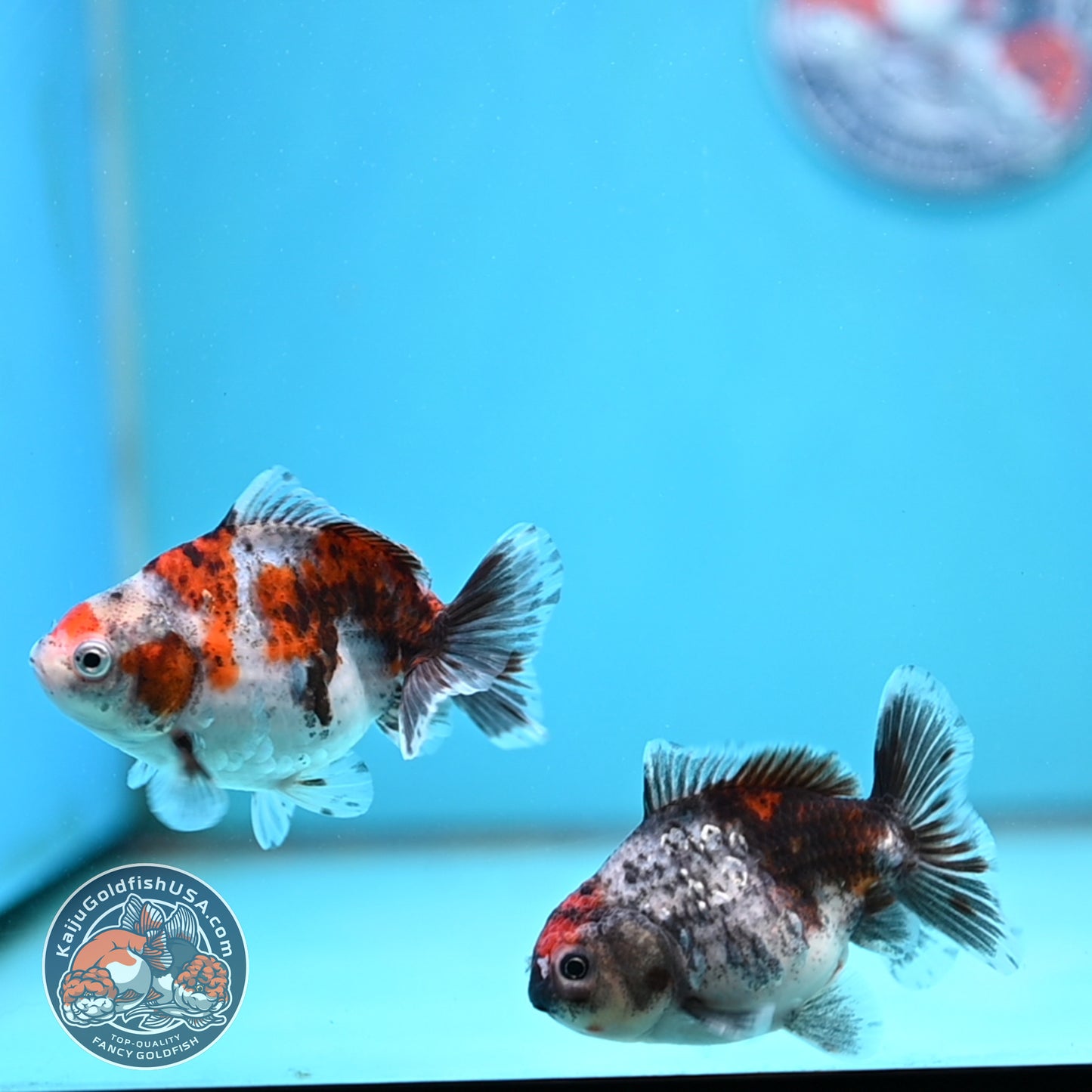 2-Pack Juvenile Shogun Long Body Oranda 2.5-3.5 inch Body (251017_OR25)