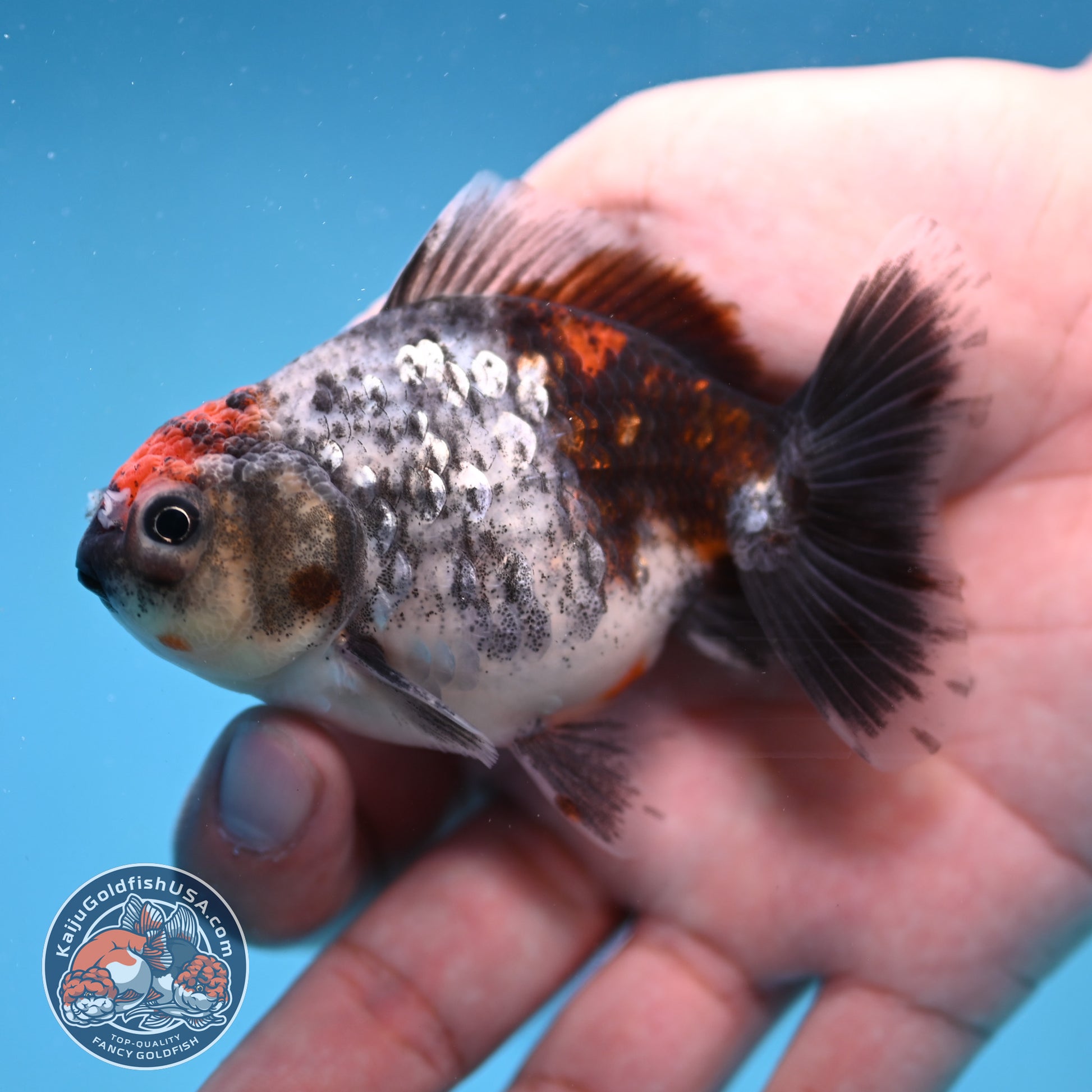 2-Pack Juvenile Shogun Long Body Oranda 2.5-3.5 inch Body (251017_OR25)