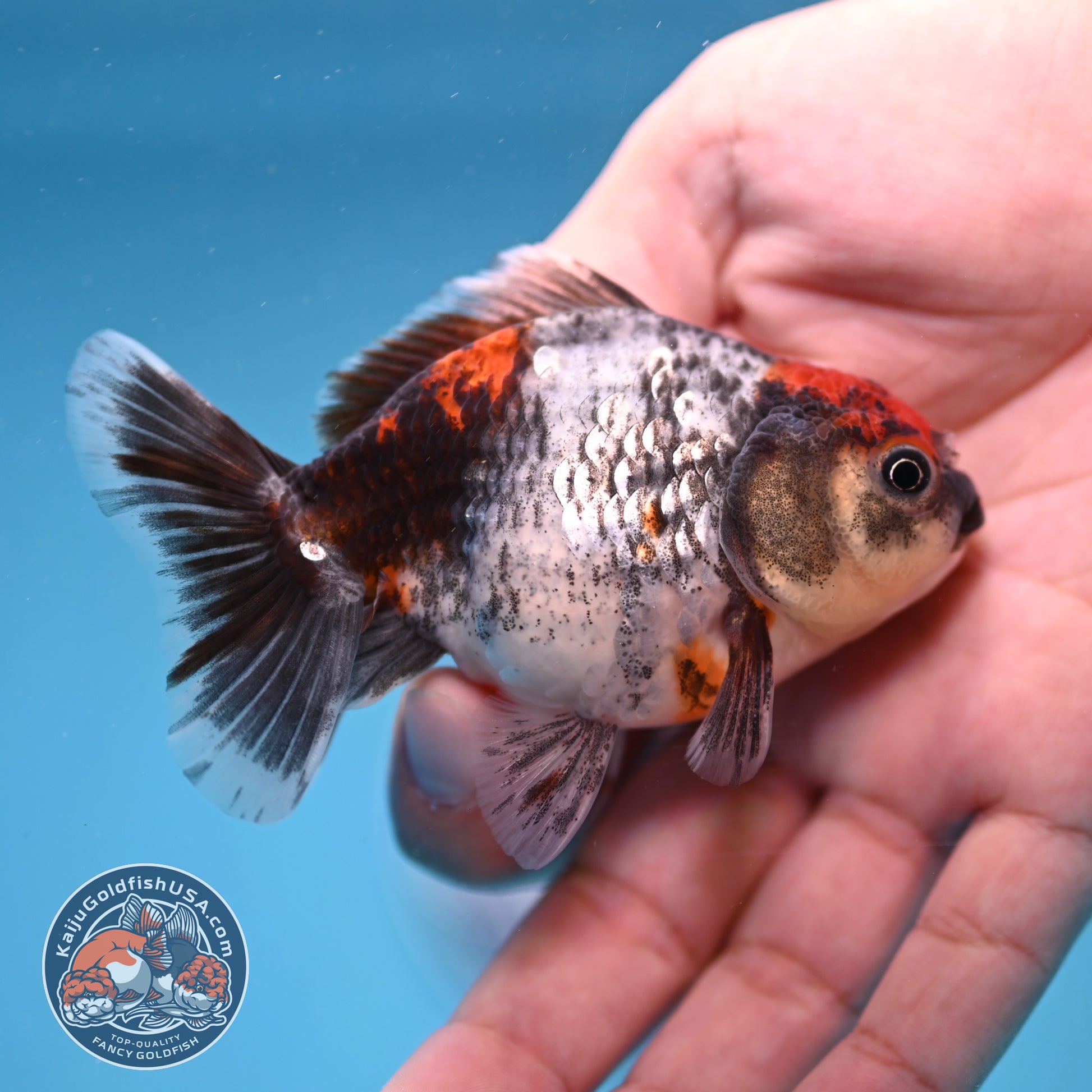 2-Pack Juvenile Shogun Long Body Oranda 2.5-3.5 inch Body (251017_OR25)