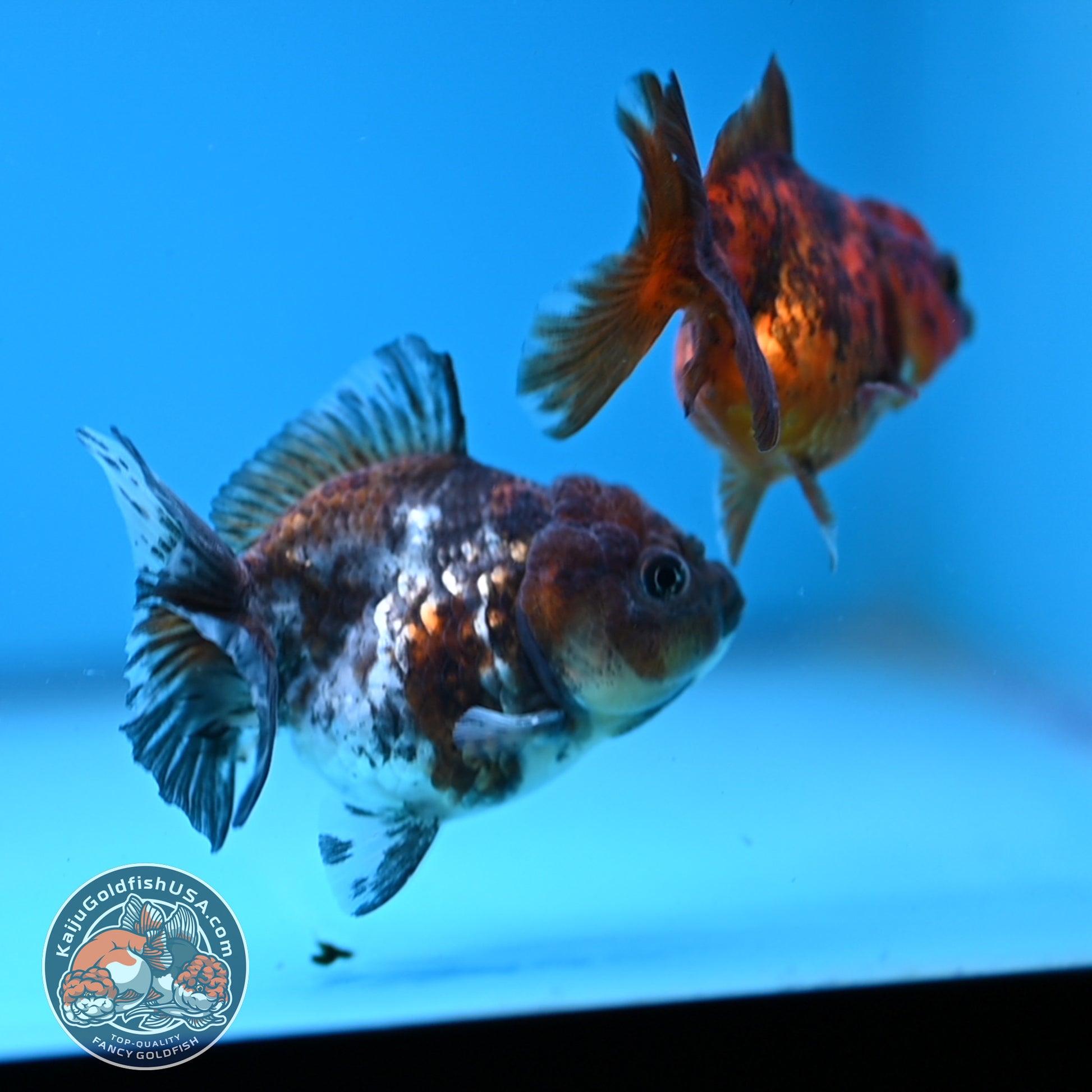 2-Pack Juvenile Shogun Oranda 2.5-3.5 inch Body (251031_OR10)