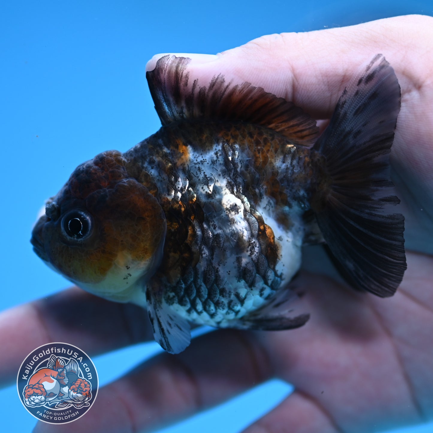 2-Pack Juvenile Shogun Oranda 2.5-3.5 inch Body (251031_OR10)