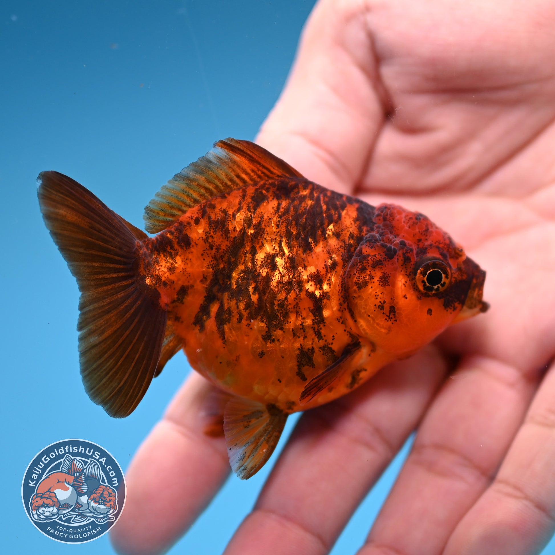 2-Pack Juvenile Shogun Oranda 2.5-3.5 inch Body (251031_OR10)