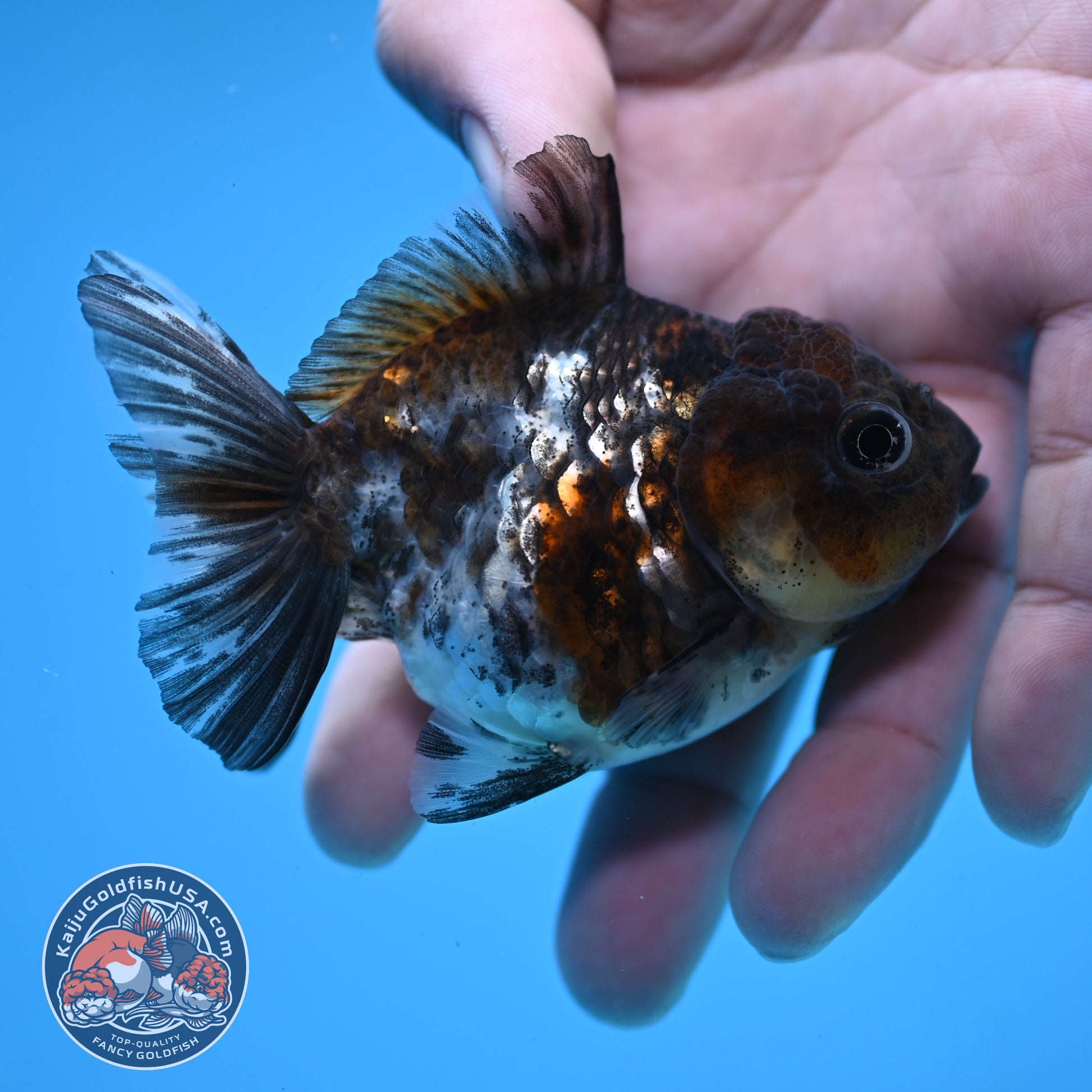 2-Pack Juvenile Shogun Oranda 2.5-3.5 inch Body (251031_OR10)