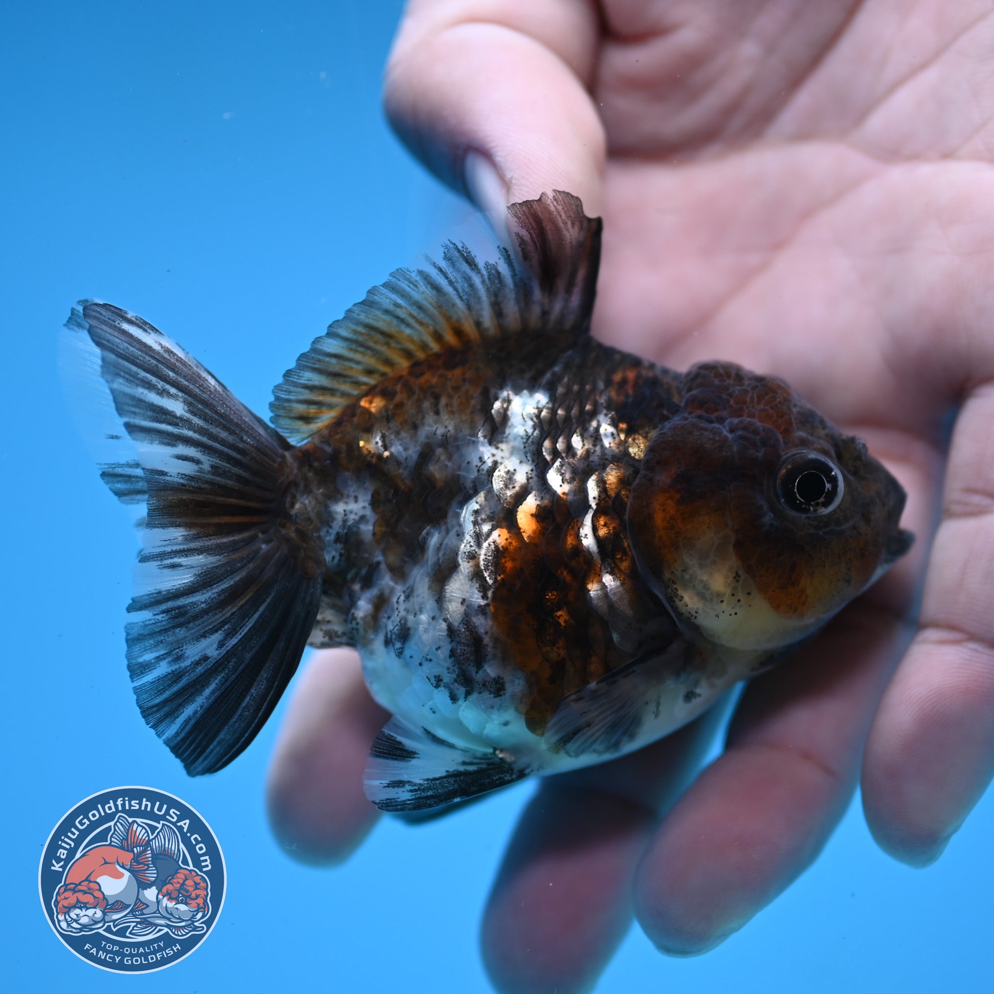 2-Pack Juvenile Shogun Oranda 2.5-3.5 inch Body (251031_OR10)