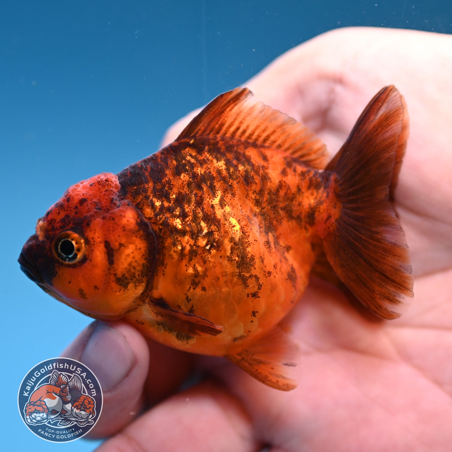 2-Pack Juvenile Shogun Oranda 2.5-3.5 inch Body (251031_OR10)