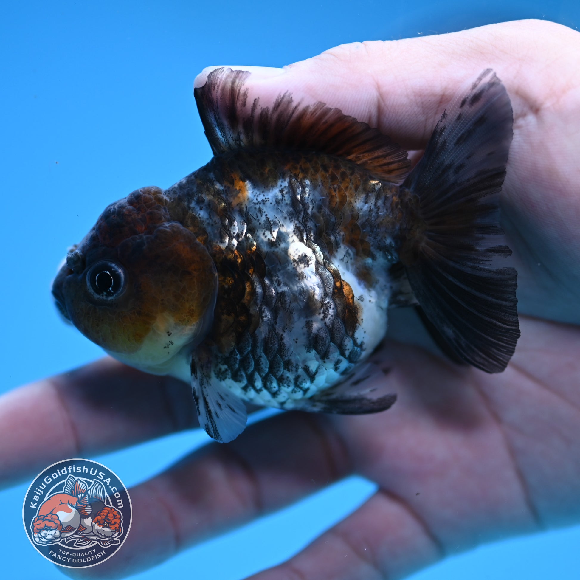 2-Pack Juvenile Shogun Oranda 2.5-3.5 inch Body (251031_OR10)