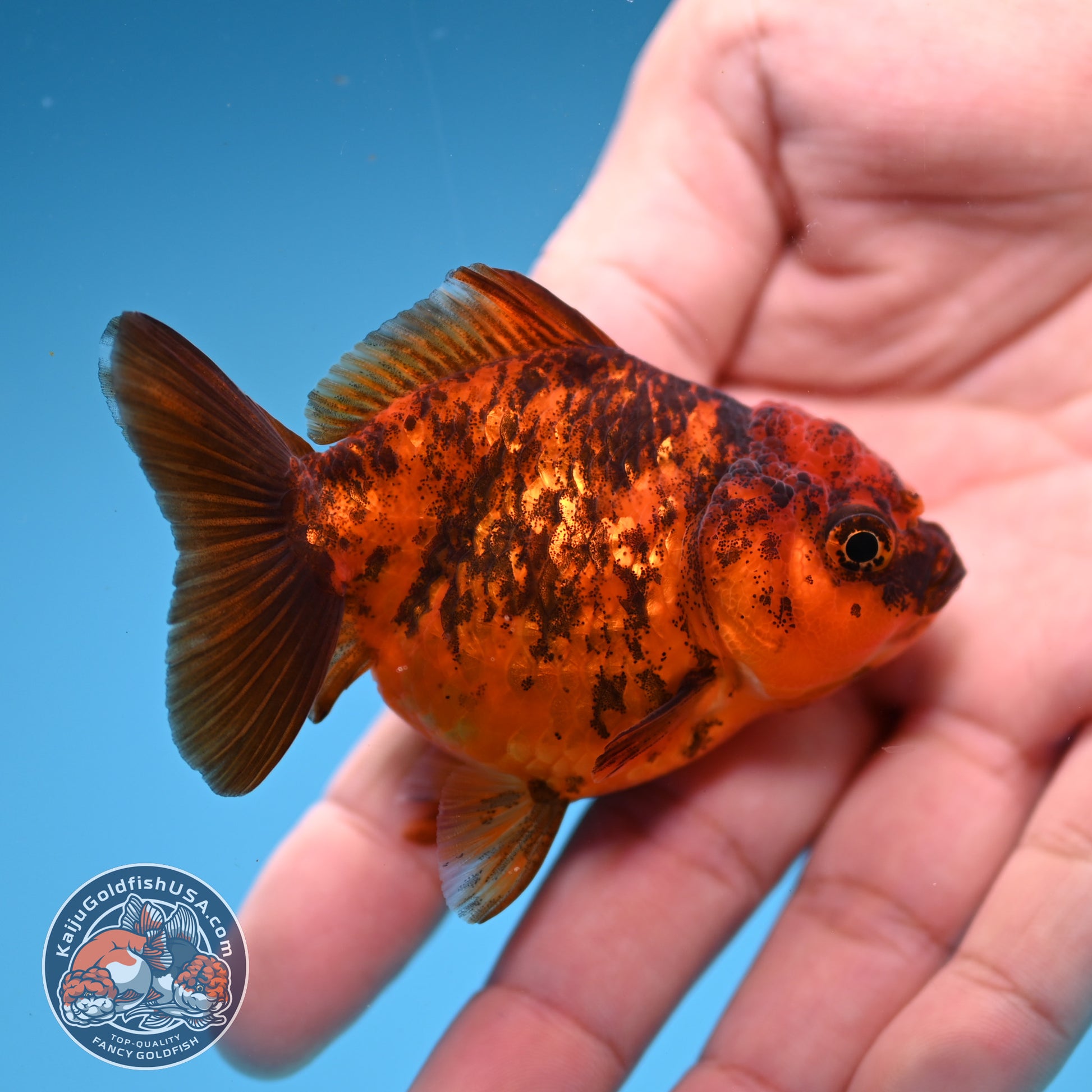 2-Pack Juvenile Shogun Oranda 2.5-3.5 inch Body (251031_OR10)