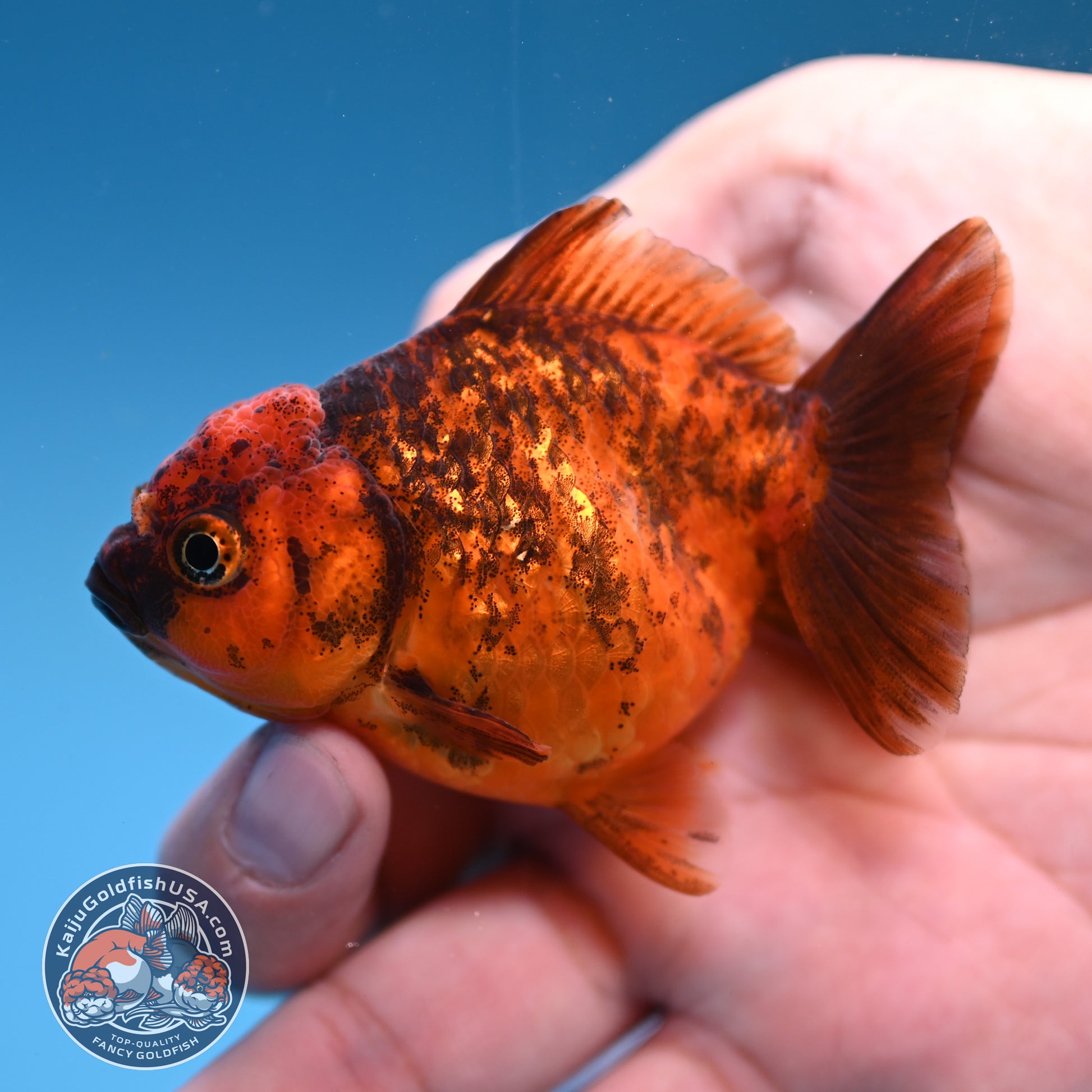 2-Pack Juvenile Shogun Oranda 2.5-3.5 inch Body (251031_OR10)