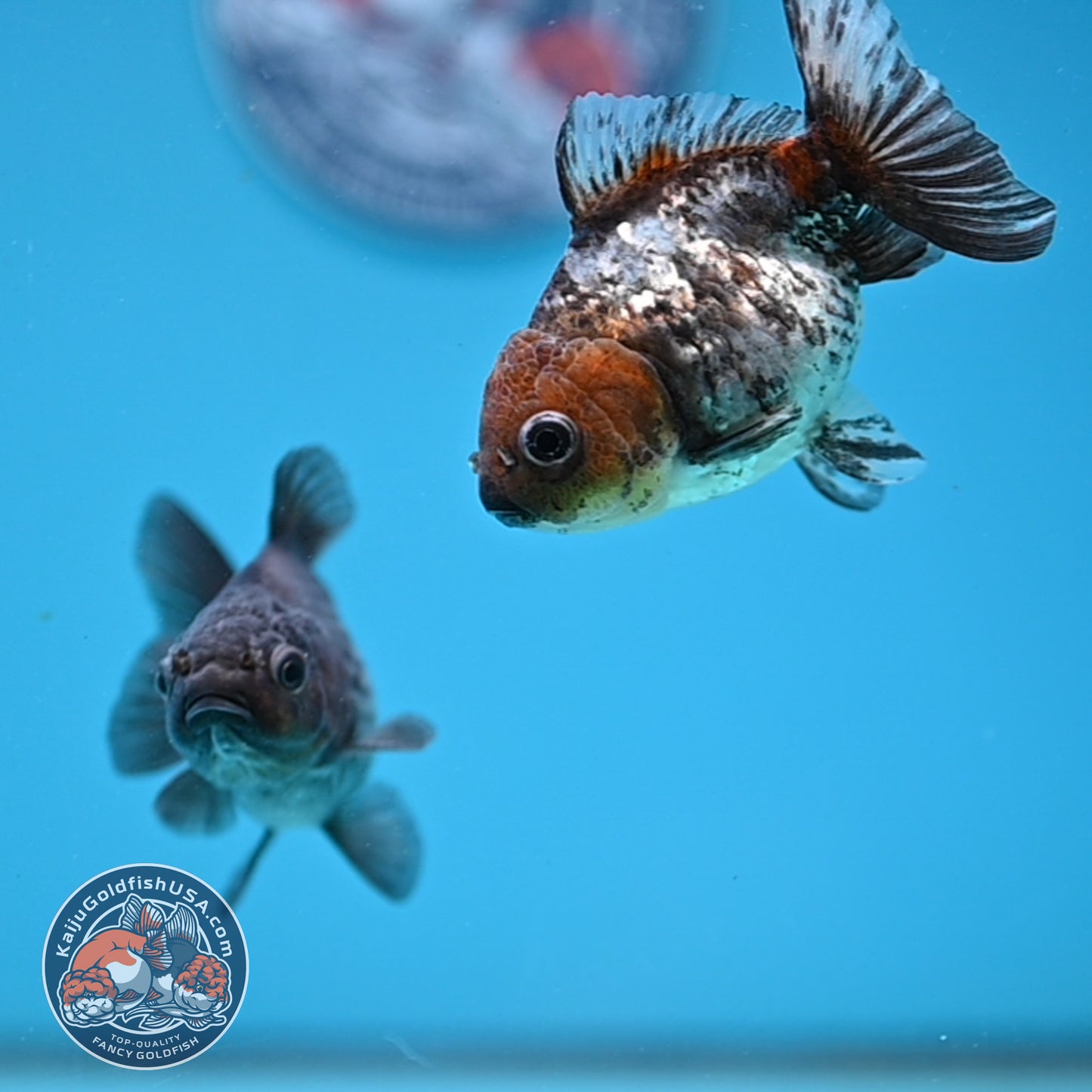2-Pack Juvenile Shogun Oranda 2.5-3.5 inch Body (251031_OR11)