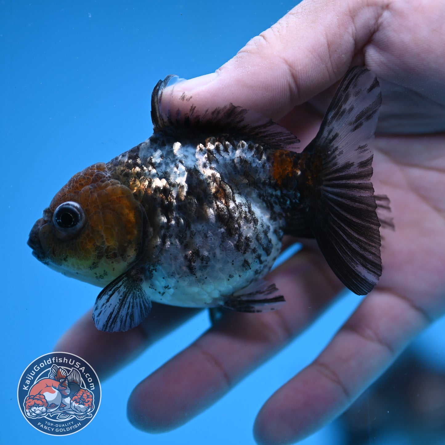 2-Pack Juvenile Shogun Oranda 2.5-3.5 inch Body (251031_OR11)