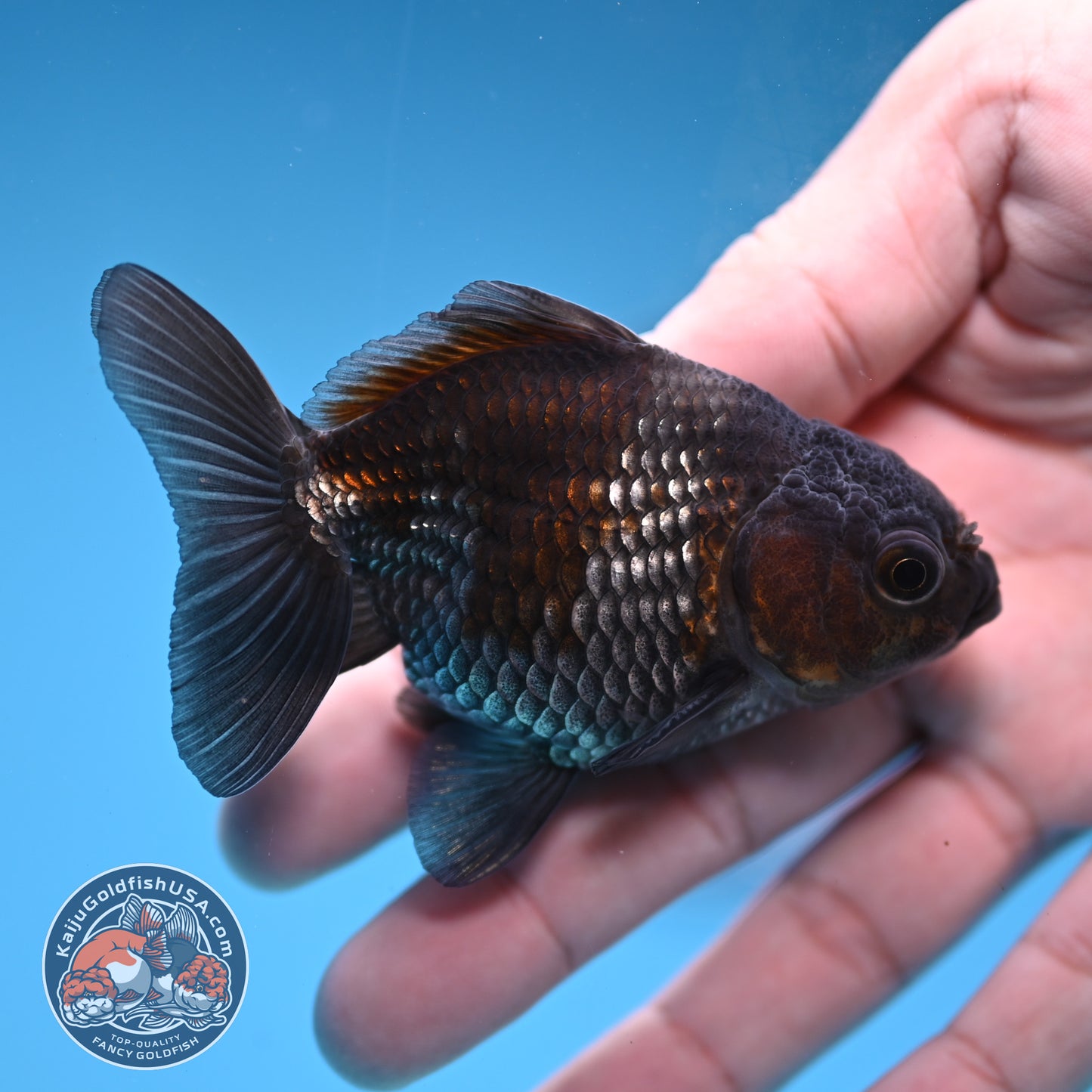 2-Pack Juvenile Shogun Oranda 2.5-3.5 inch Body (251031_OR11)