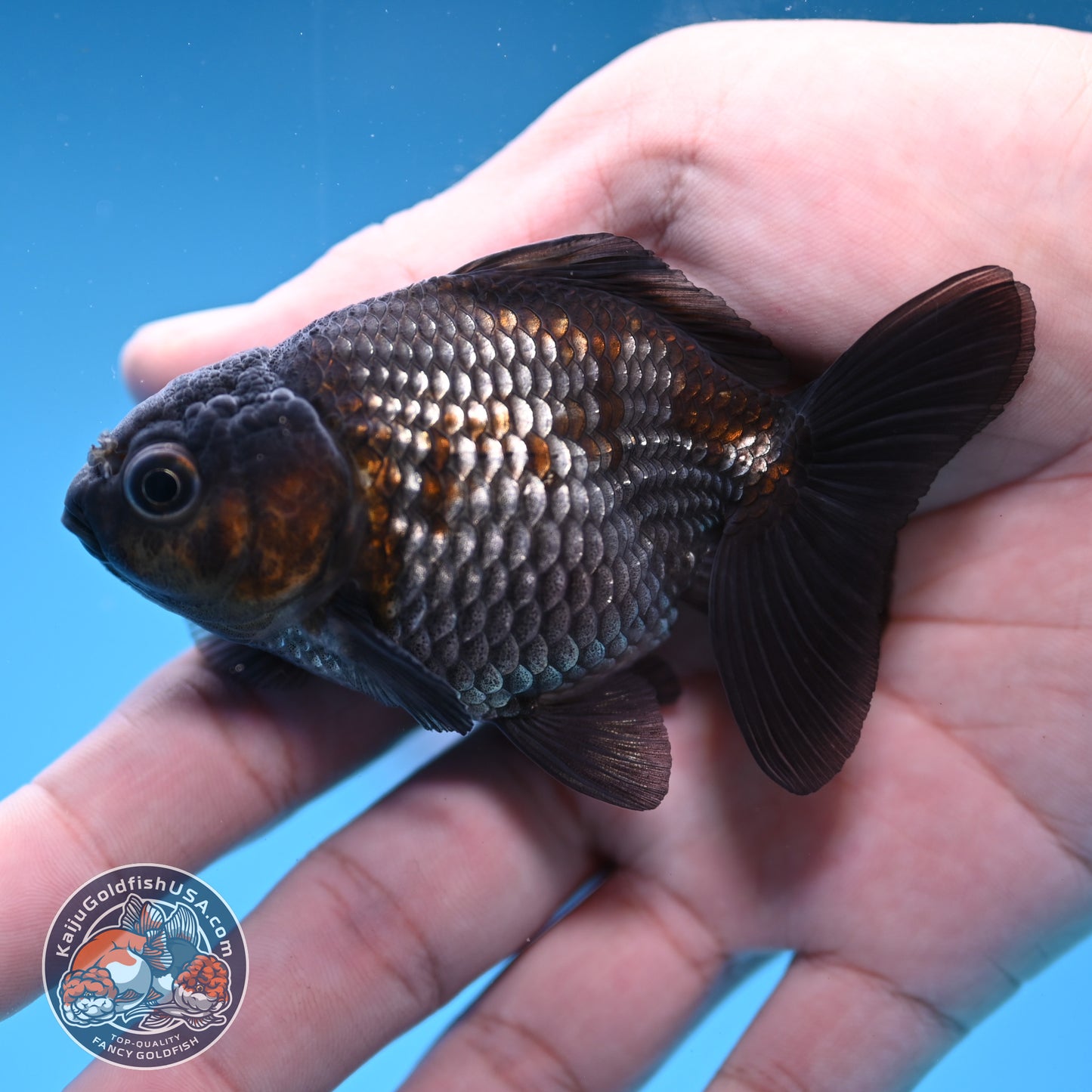 2-Pack Juvenile Shogun Oranda 2.5-3.5 inch Body (251031_OR11)