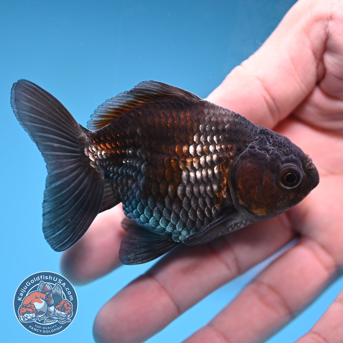 2-Pack Juvenile Shogun Oranda 2.5-3.5 inch Body (251031_OR11)