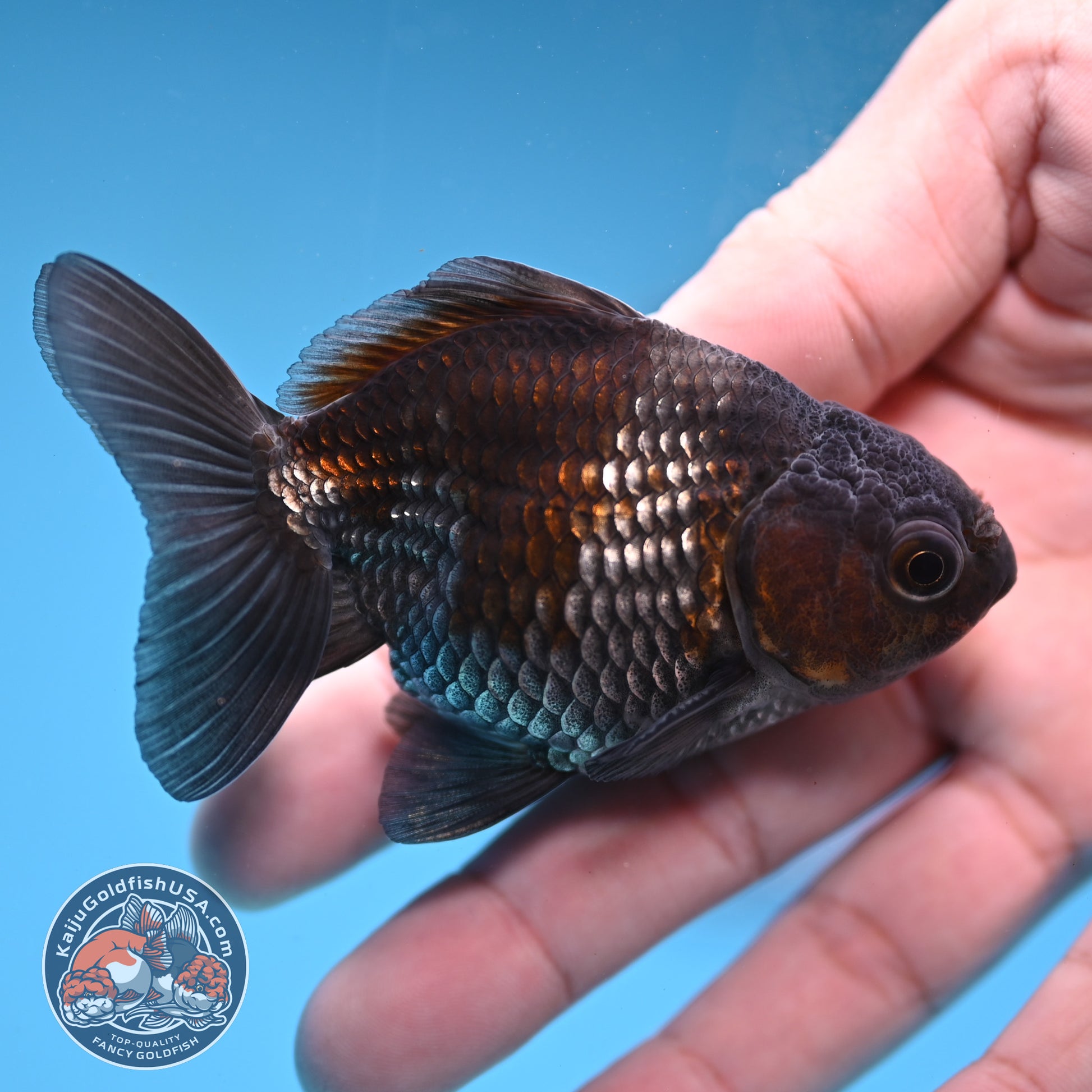 2-Pack Juvenile Shogun Oranda 2.5-3.5 inch Body (251031_OR11)