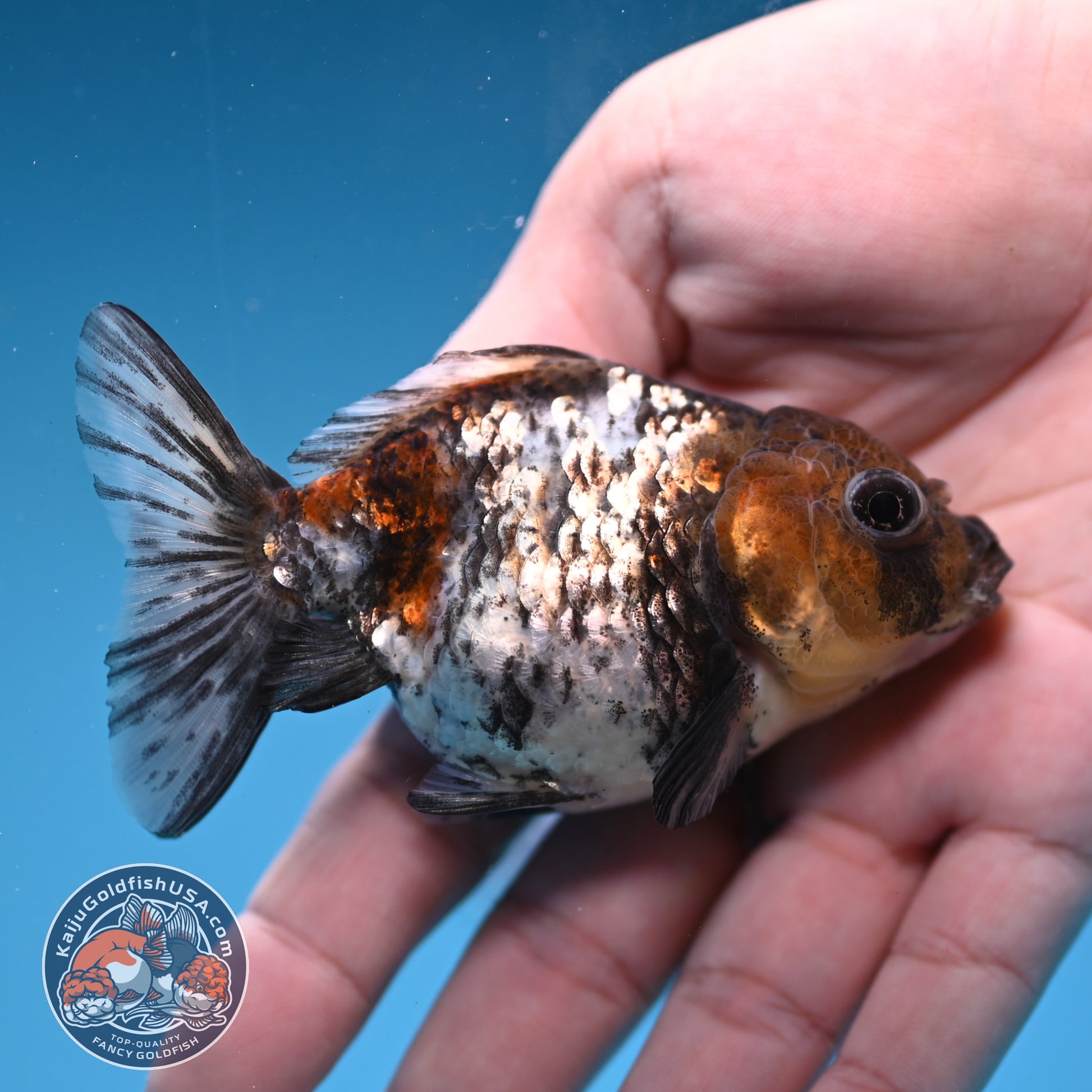 2-Pack Juvenile Shogun Oranda 2.5-3.5 inch Body (251031_OR11)