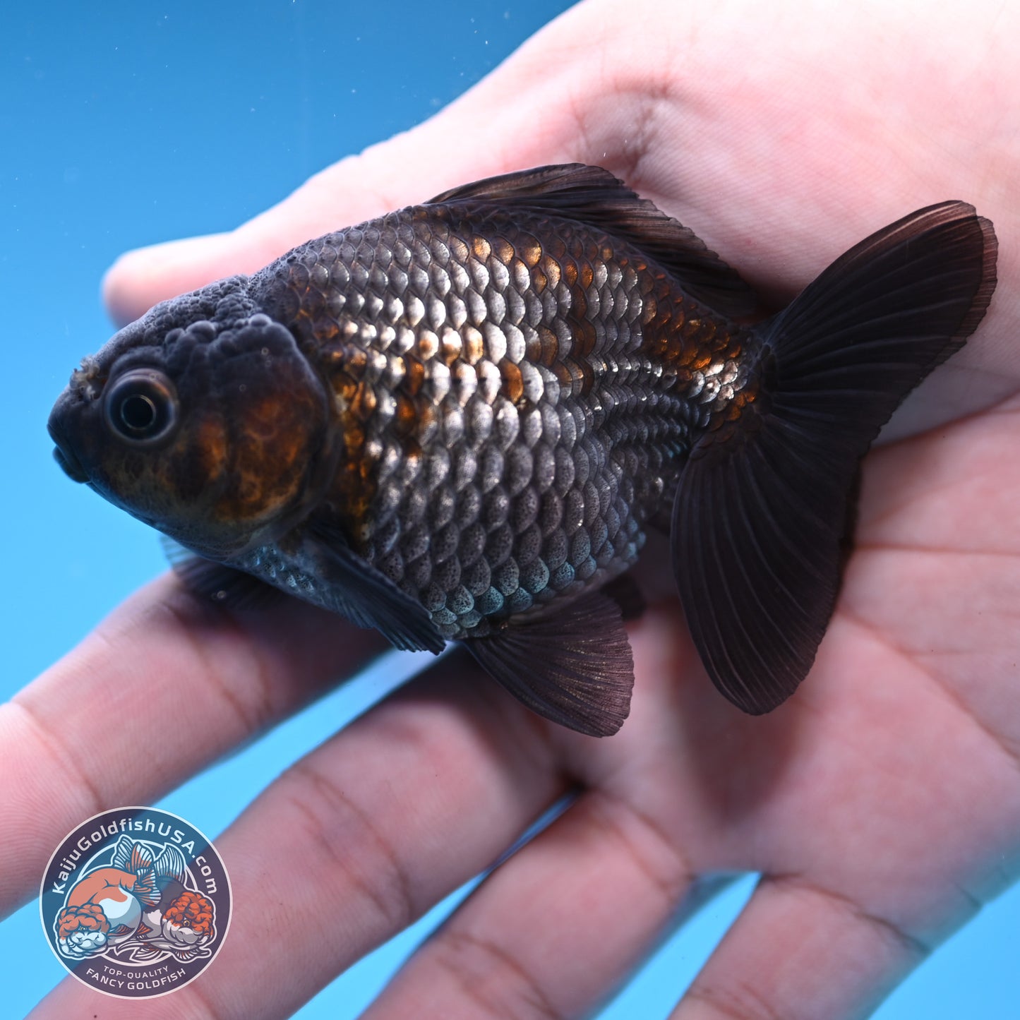 2-Pack Juvenile Shogun Oranda 2.5-3.5 inch Body (251031_OR11)