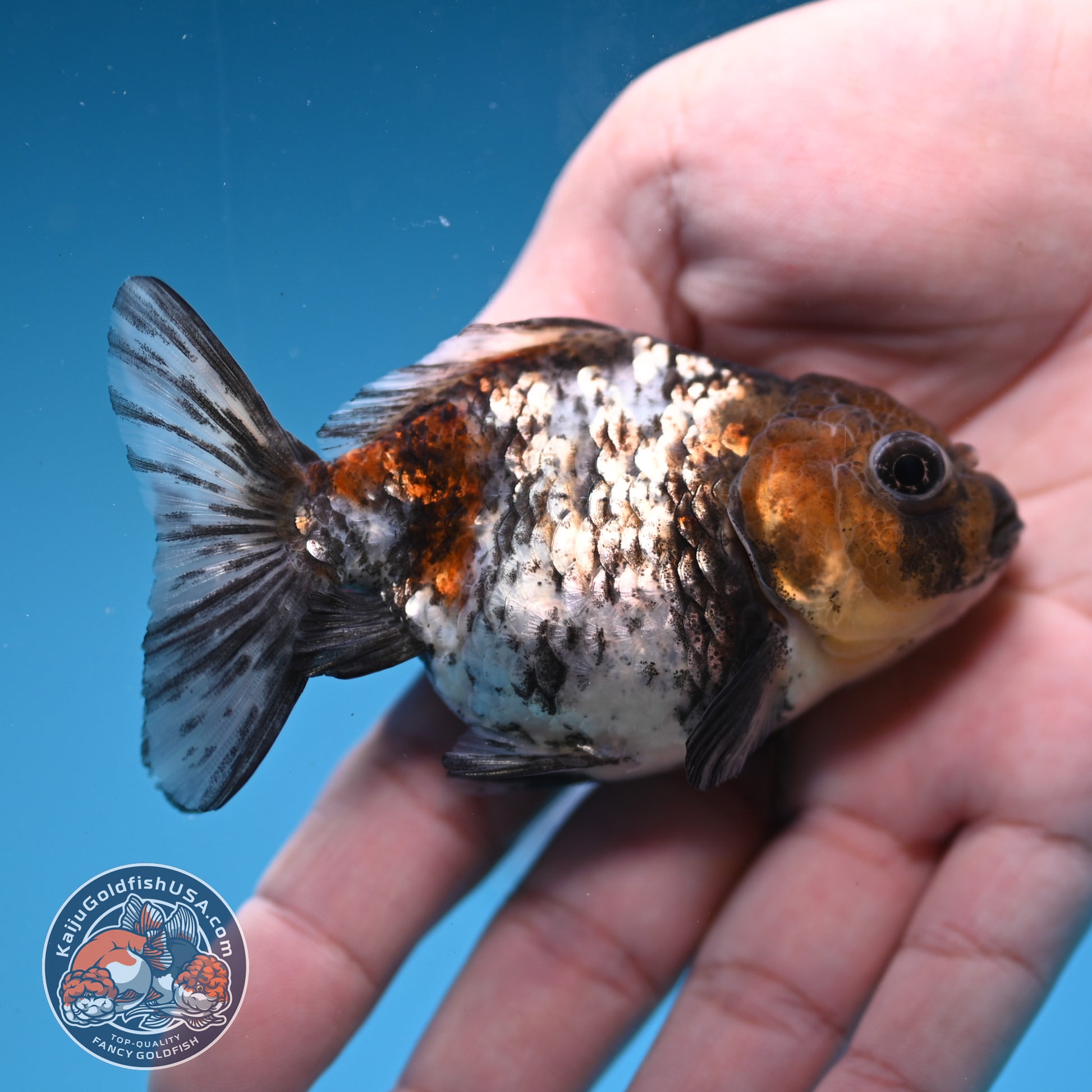 2-Pack Juvenile Shogun Oranda 2.5-3.5 inch Body (251031_OR11)