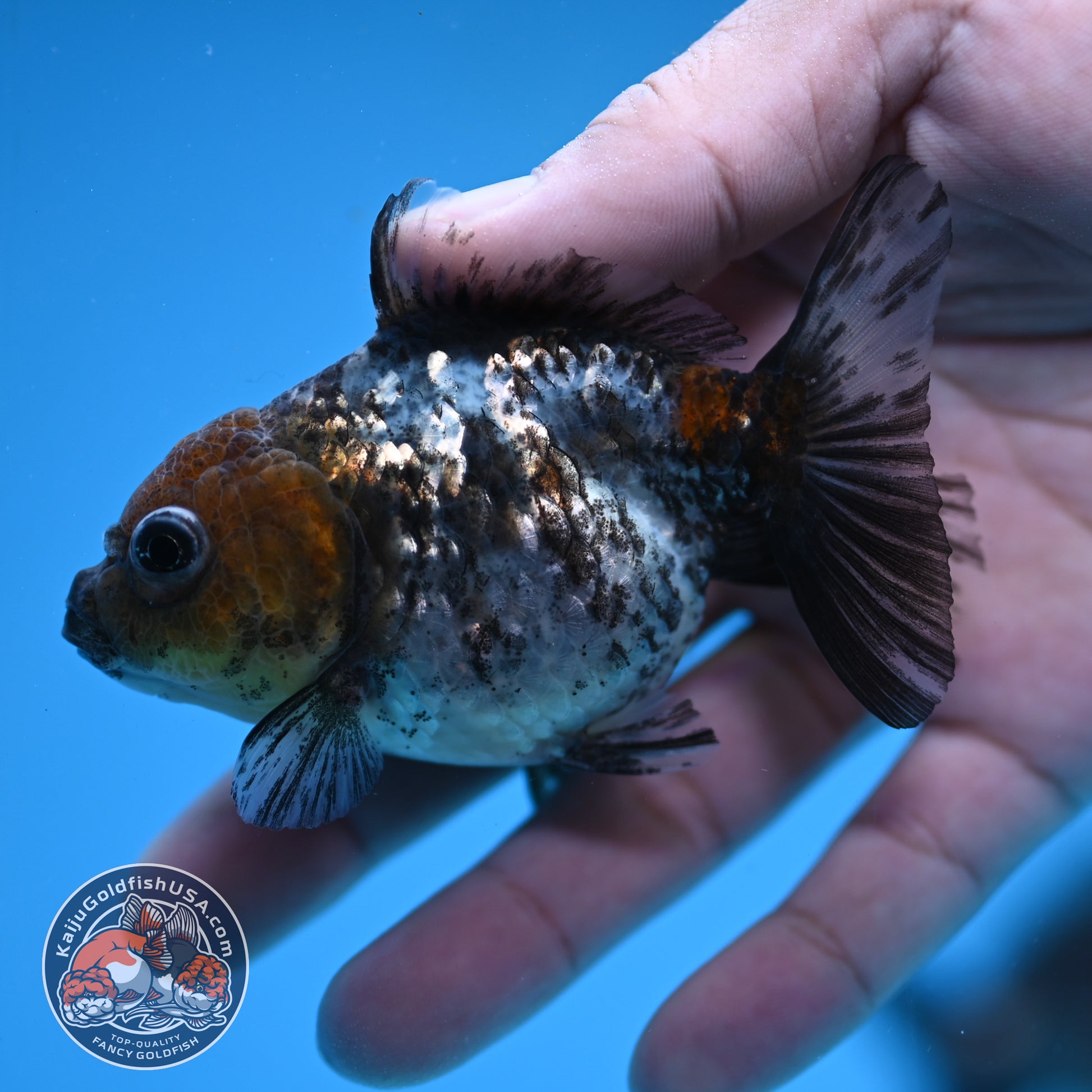 2-Pack Juvenile Shogun Oranda 2.5-3.5 inch Body (251031_OR11)