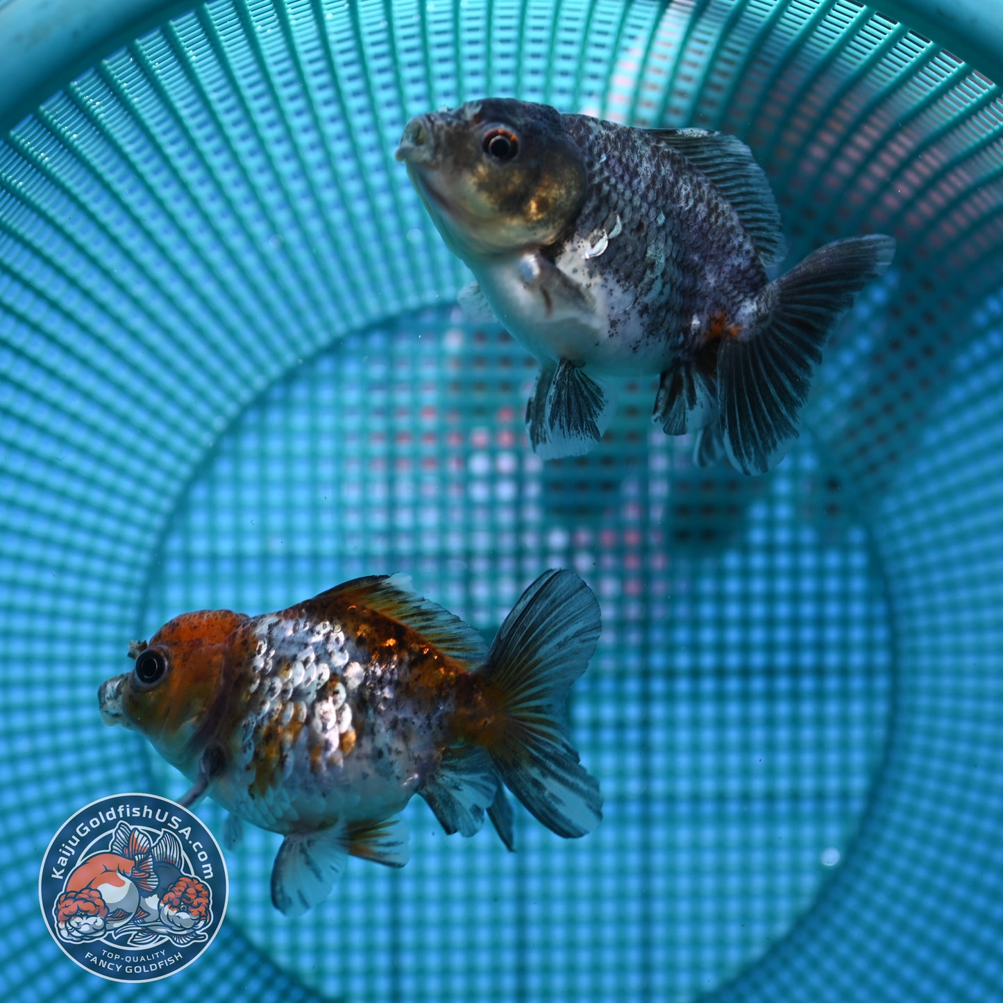 2-Pack Juvenile Shogun Oranda 2.5-3.5 inch Body (251031_OR12)