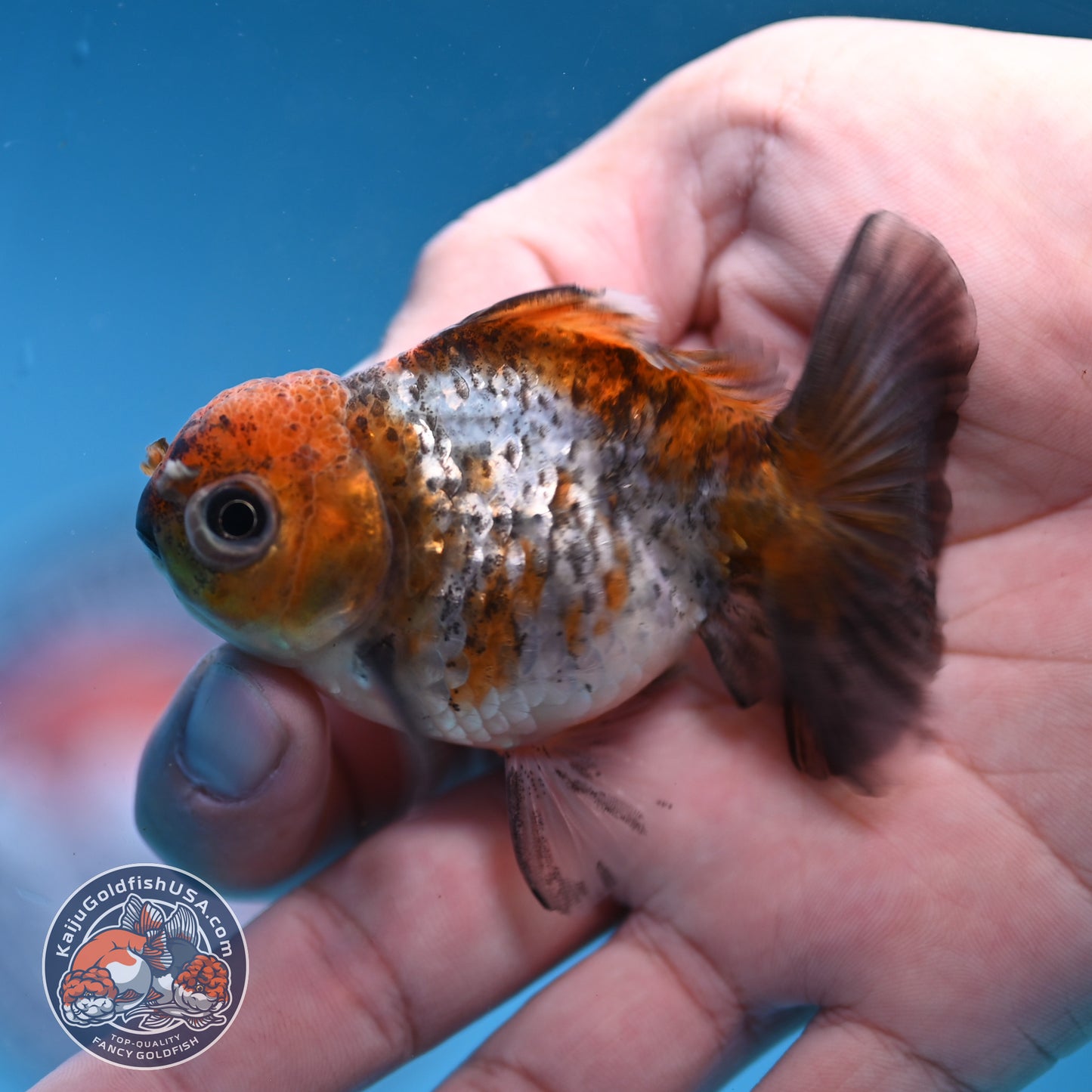 2-Pack Juvenile Shogun Oranda 2.5-3.5 inch Body (251031_OR12)