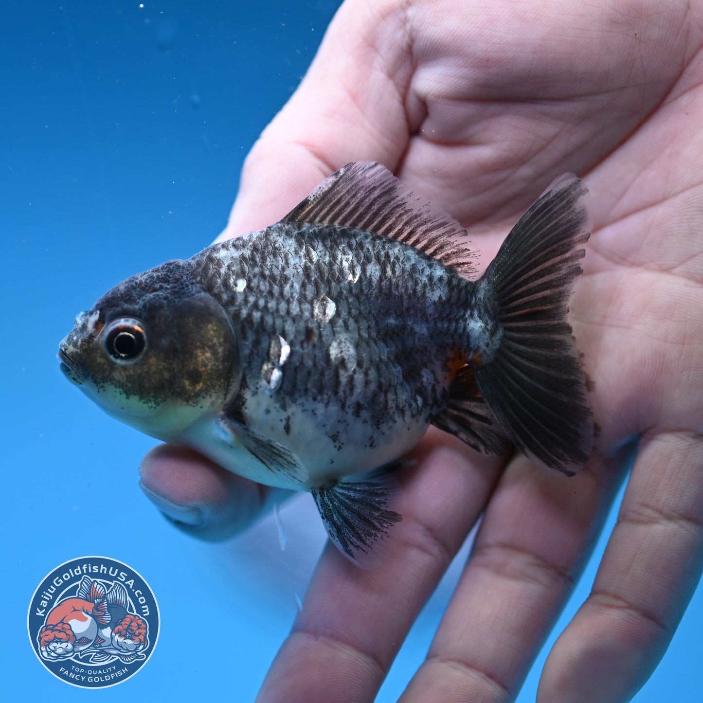 2-Pack Juvenile Shogun Oranda 2.5-3.5 inch Body (251031_OR12)