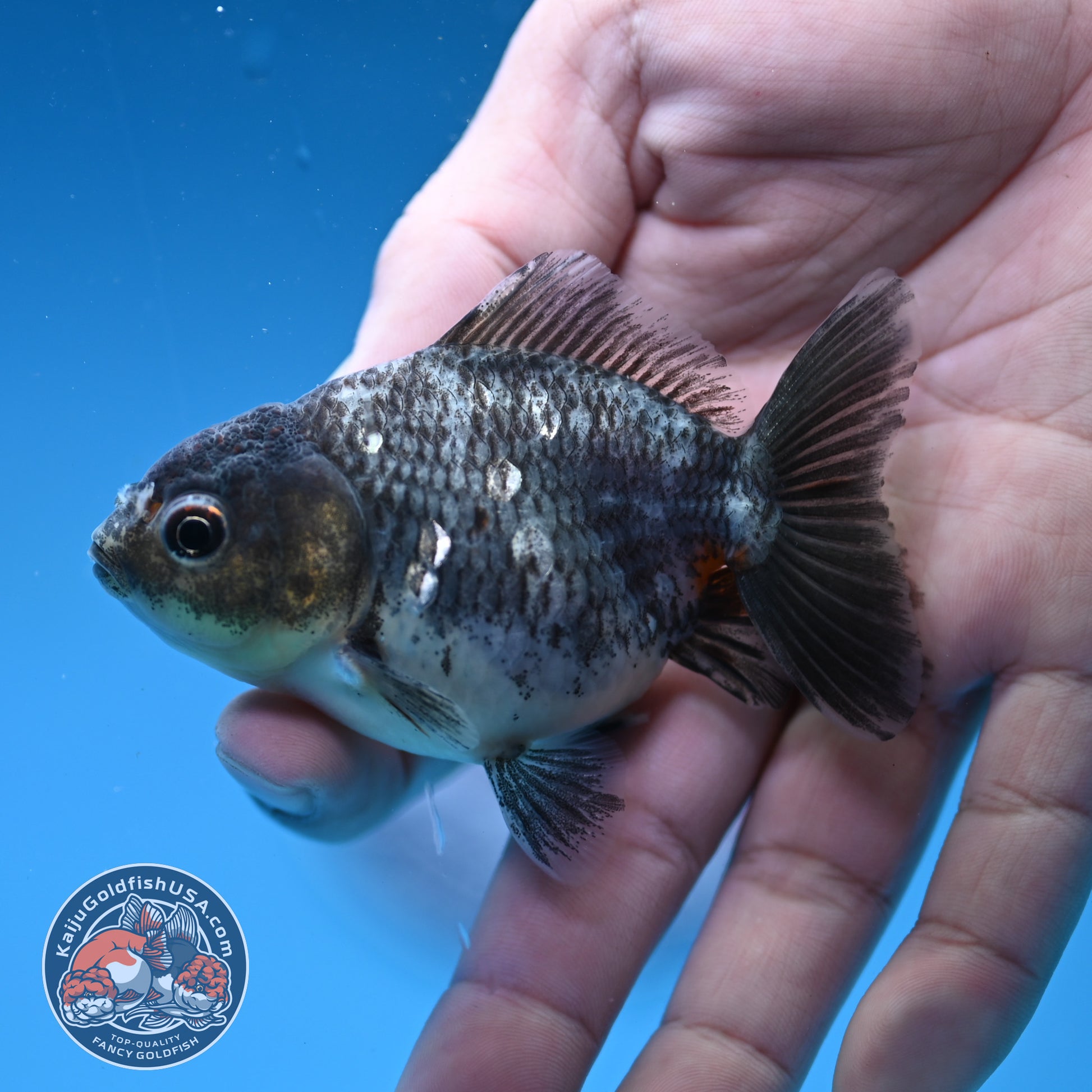 2-Pack Juvenile Shogun Oranda 2.5-3.5 inch Body (251031_OR12)