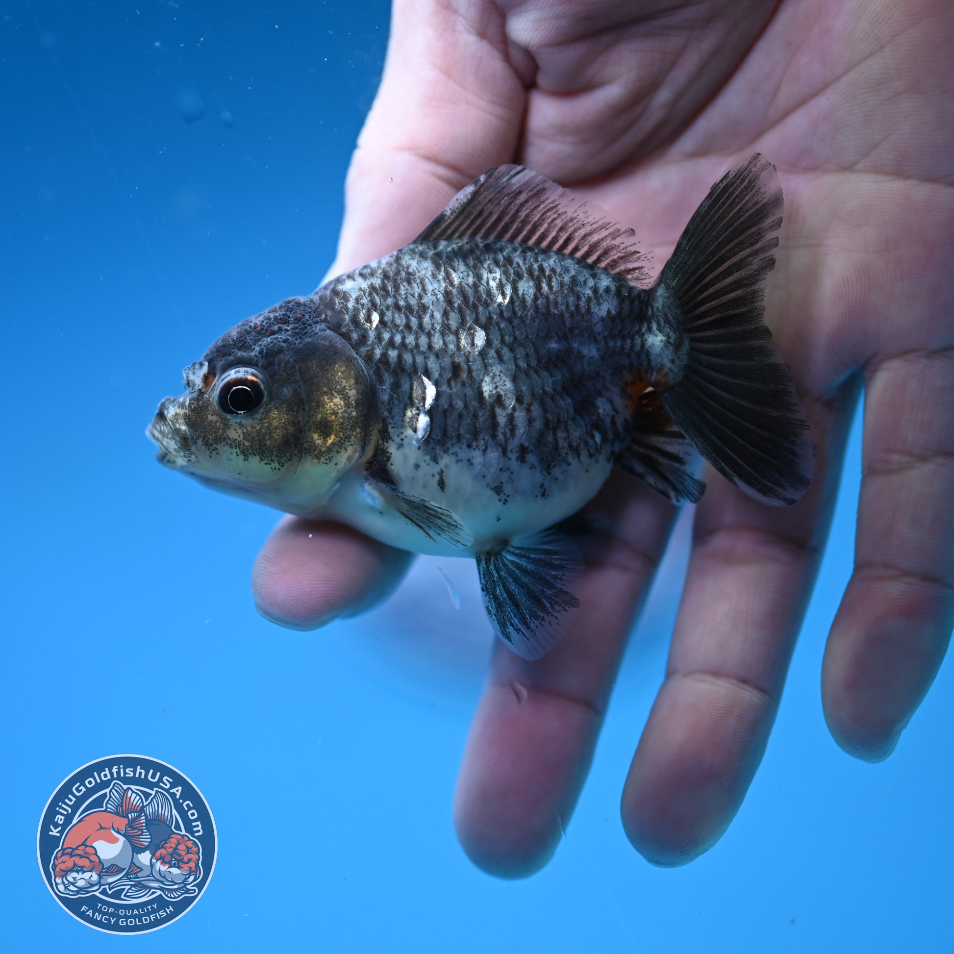 2-Pack Juvenile Shogun Oranda 2.5-3.5 inch Body (251031_OR12)