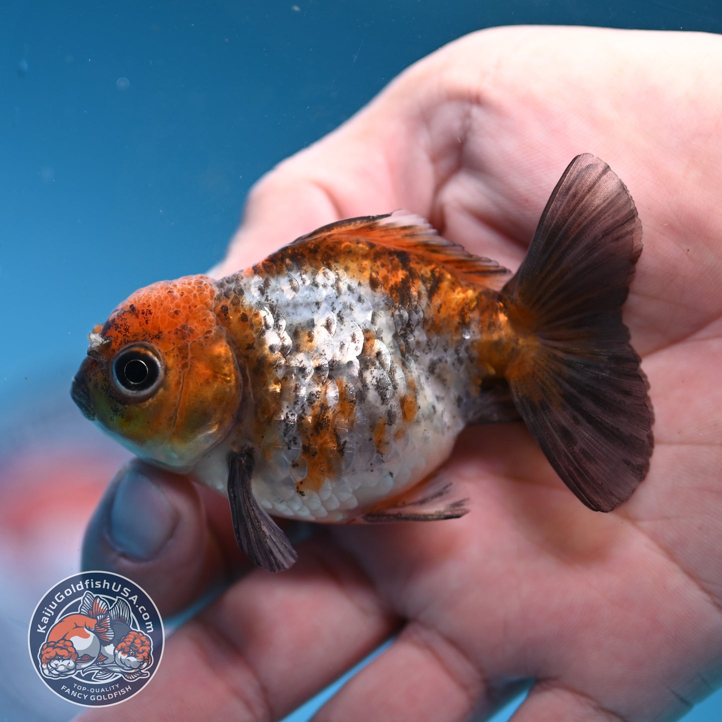 2-Pack Juvenile Shogun Oranda 2.5-3.5 inch Body (251031_OR12)