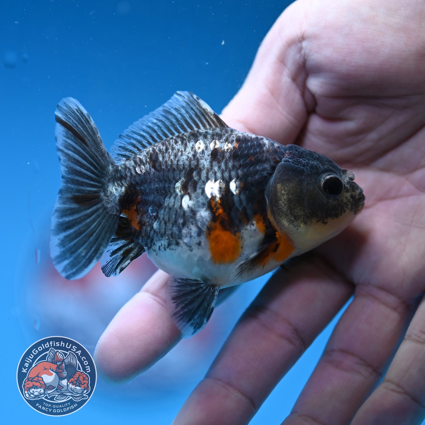 2-Pack Juvenile Shogun Oranda 2.5-3.5 inch Body (251031_OR12)