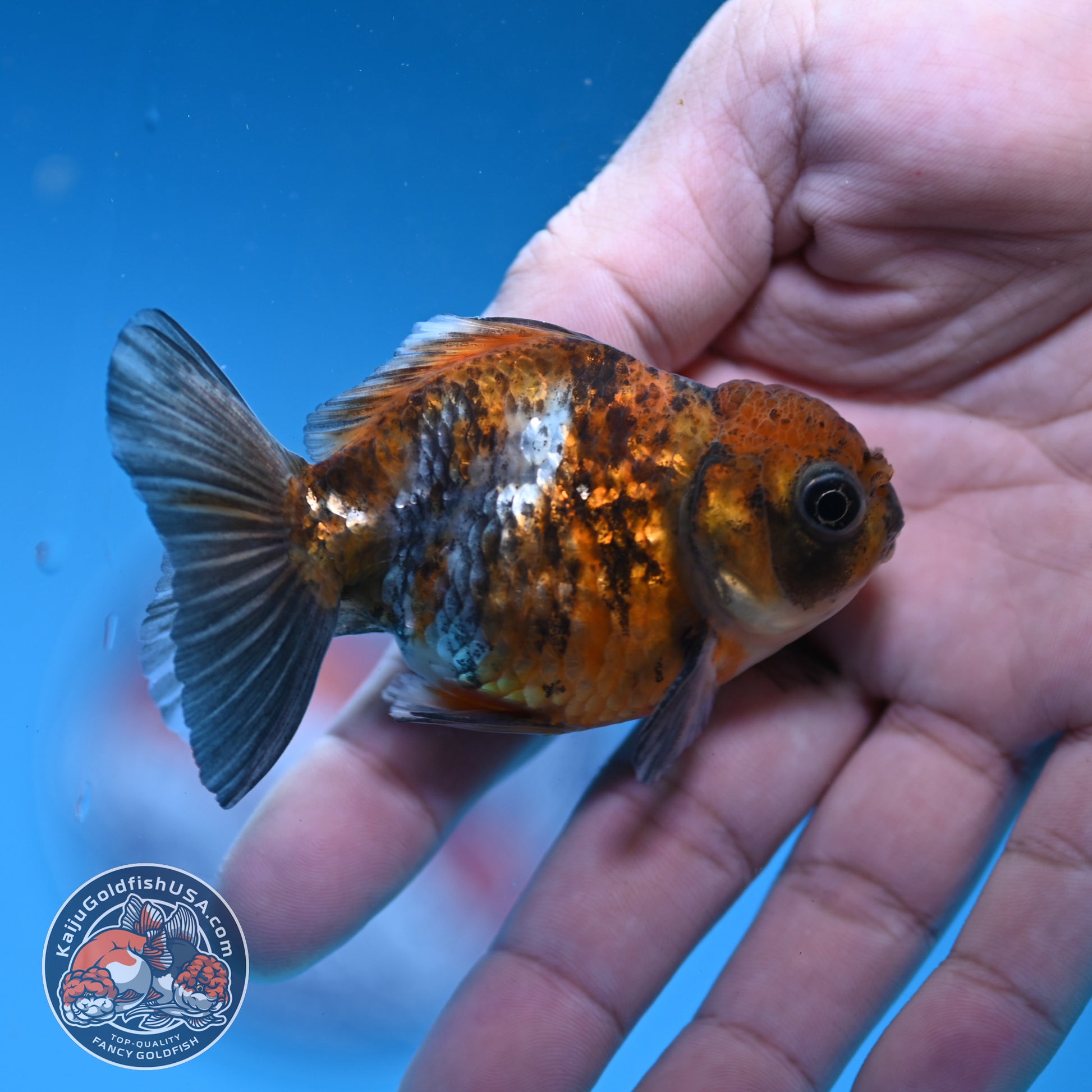 2-Pack Juvenile Shogun Oranda 2.5-3.5 inch Body (251031_OR12)