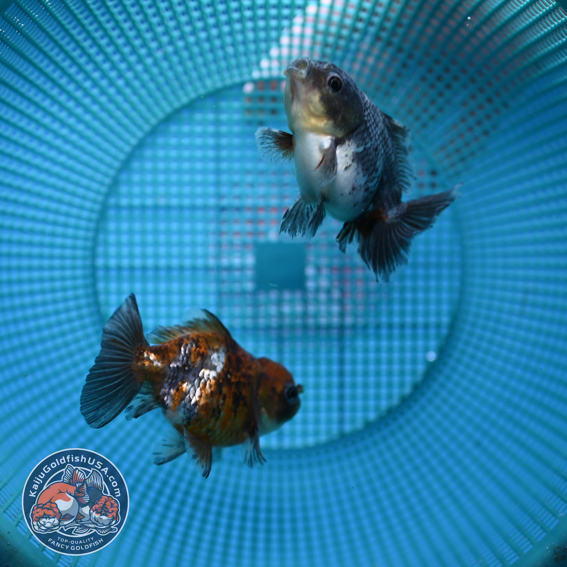 2-Pack Juvenile Shogun Oranda 2.5-3.5 inch Body (251031_OR12)