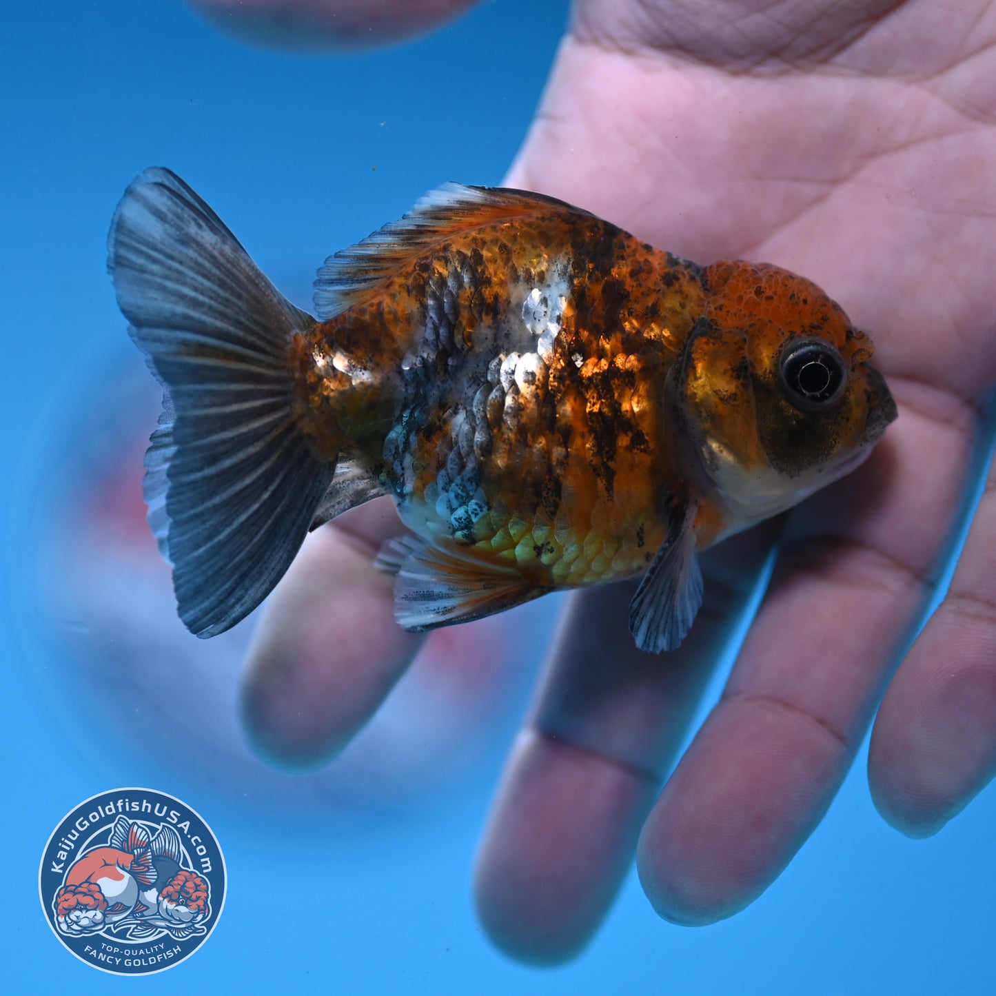2-Pack Juvenile Shogun Oranda 2.5-3.5 inch Body (251031_OR12)