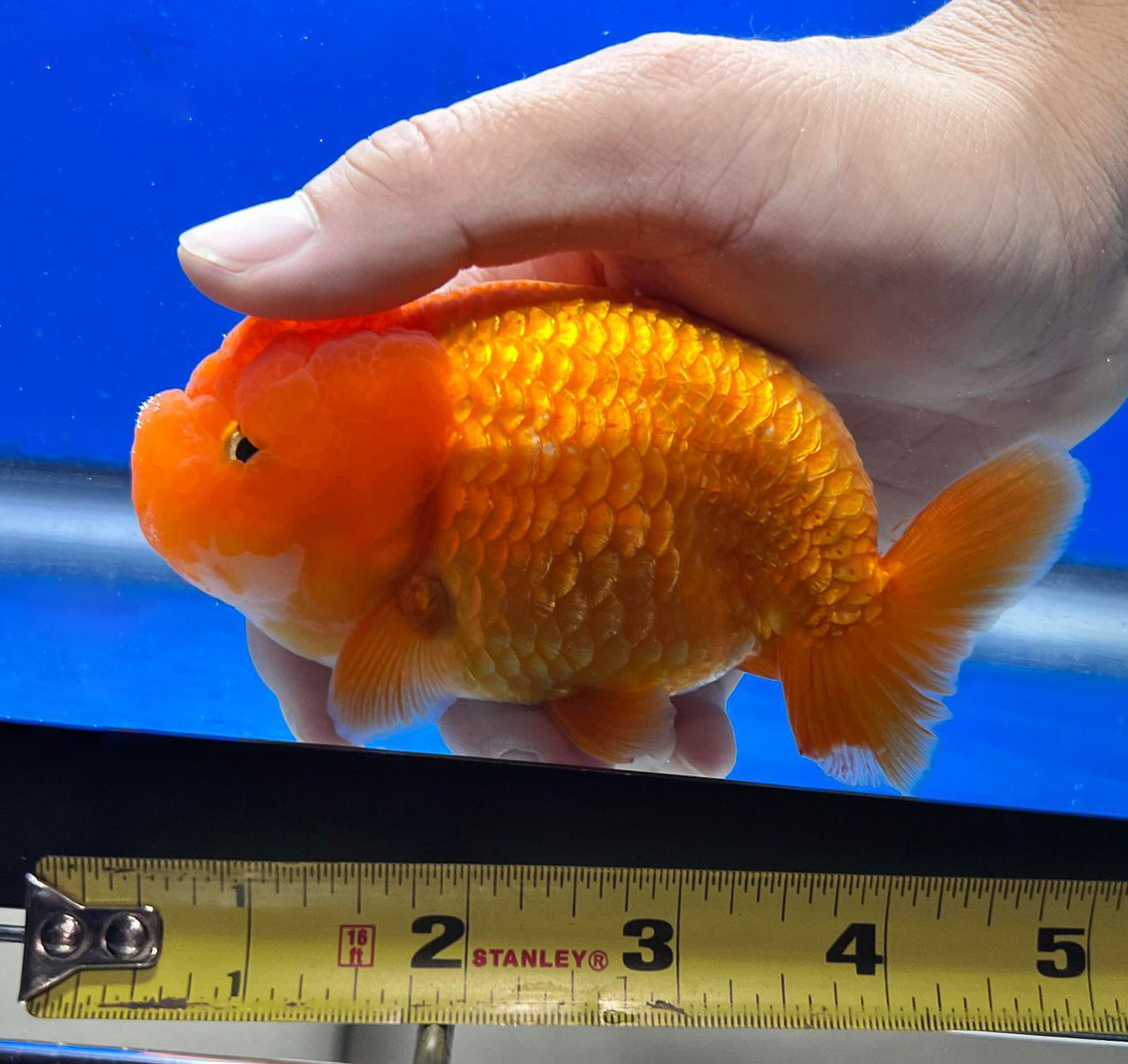 4.5-5 inches Golden Ranchu 