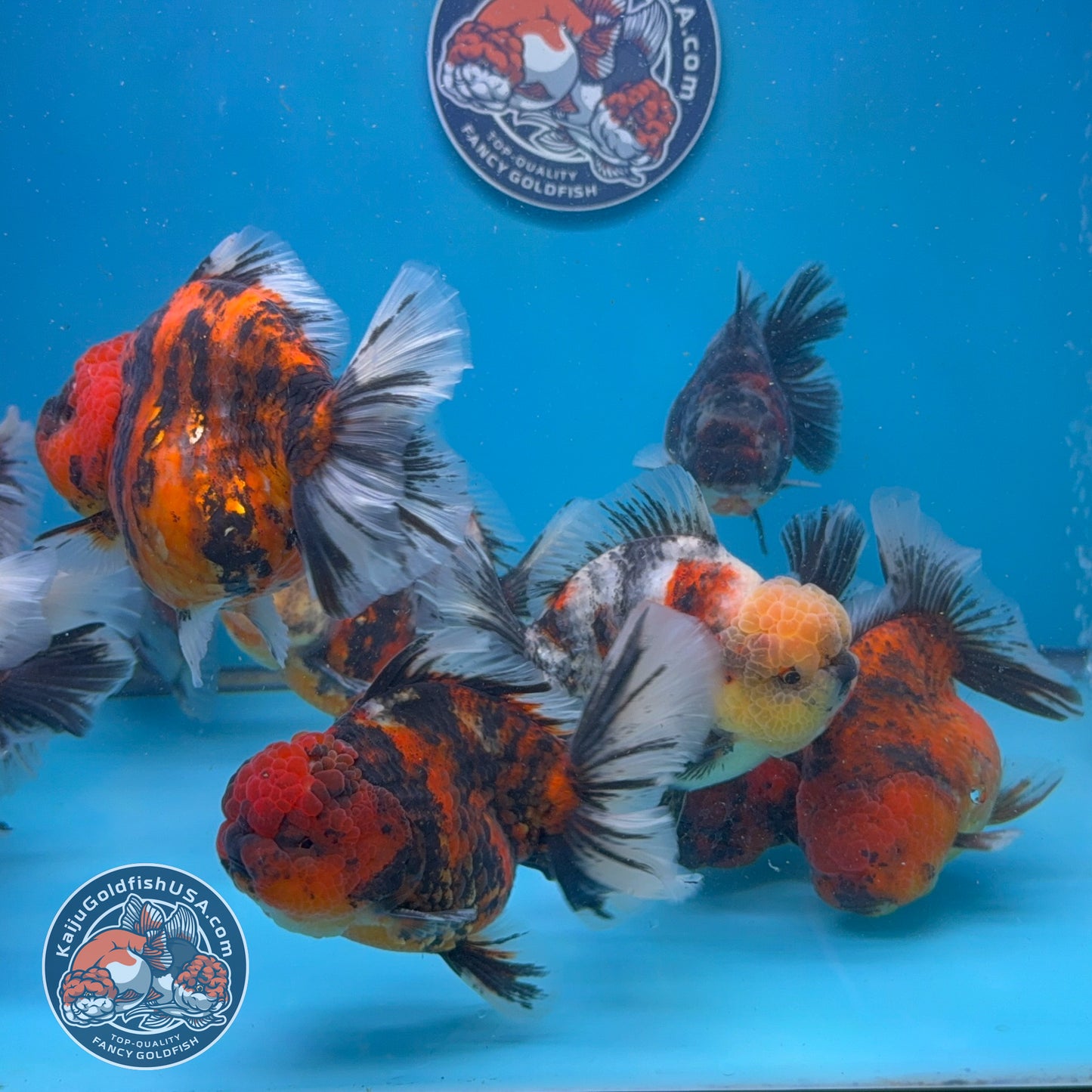 Wholesale - 4 pcs Calico Oranda 3.5-4 inch Body