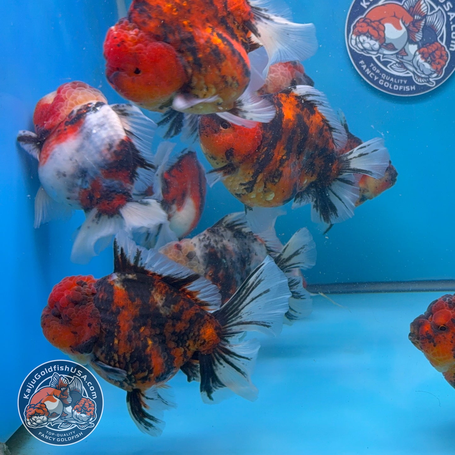 Wholesale - 4 pcs Calico Oranda 3.5-4 inch Body