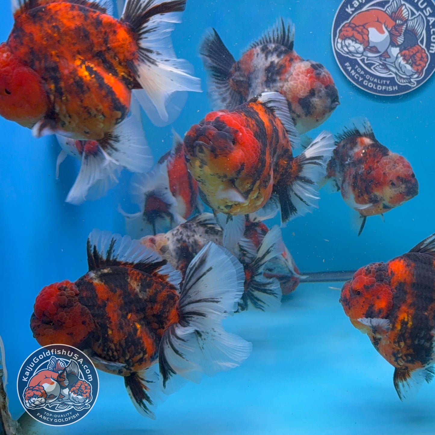 Wholesale - 4 pcs Calico Oranda 3.5-4 inch Body