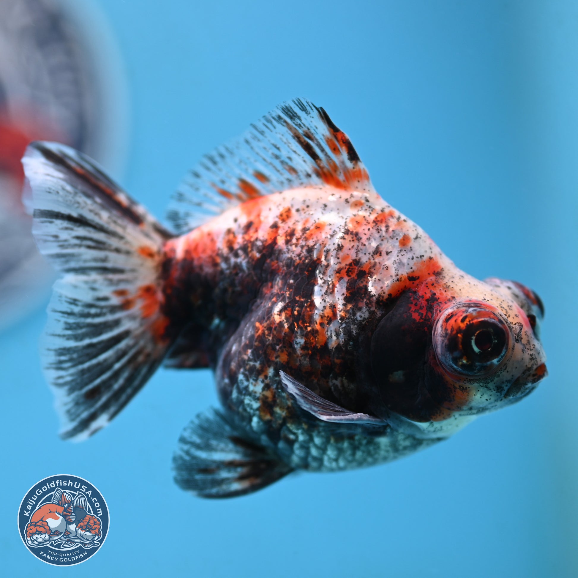 Tricolor Demekin 3.5 inches Body - Male (250117_DK01) - Kaiju Goldfish USA