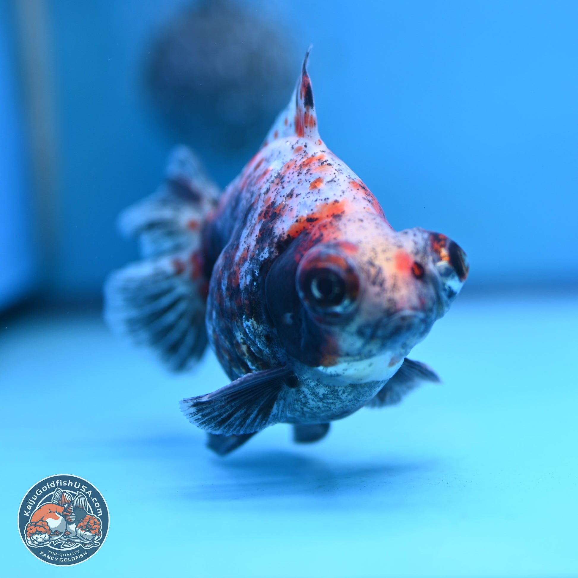 Tricolor Demekin 3.5 inches Body - Male (250117_DK01) - Kaiju Goldfish USA