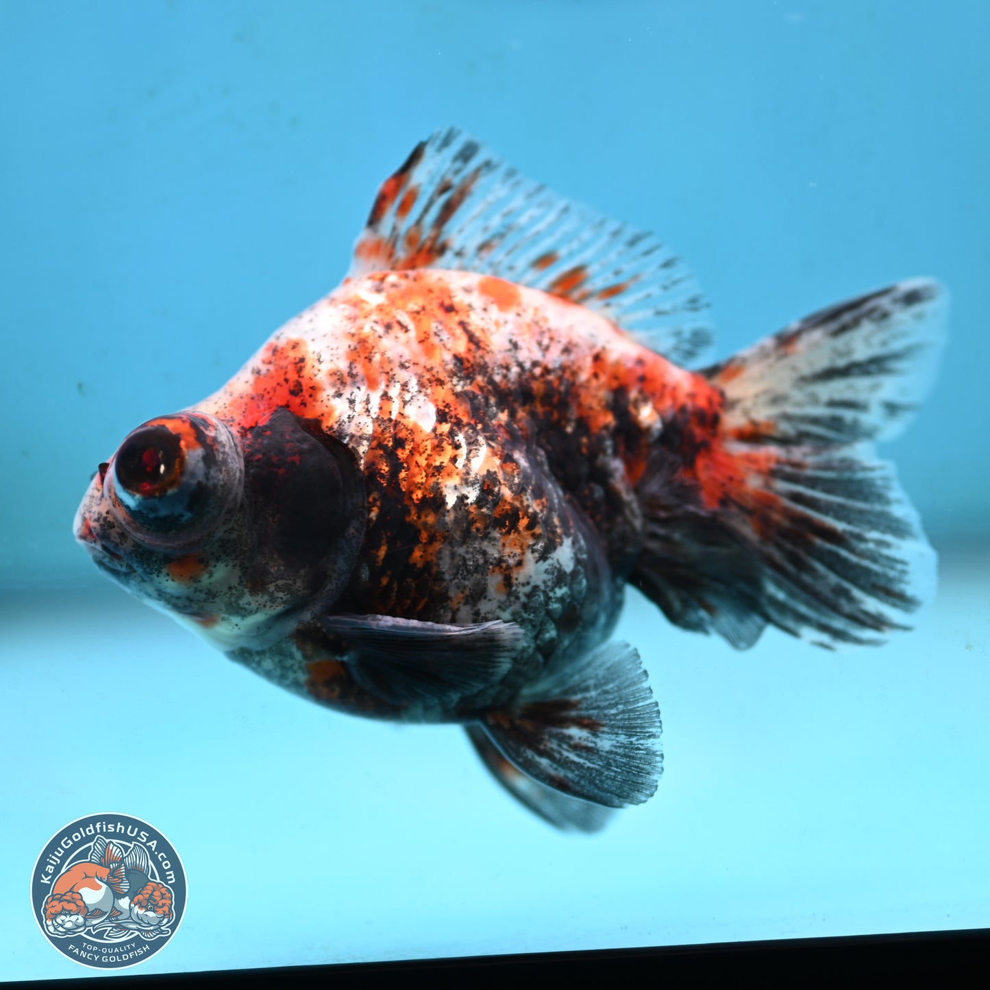 Tricolor Demekin 3.5 inches Body - Male (250117_DK01) - Kaiju Goldfish USA