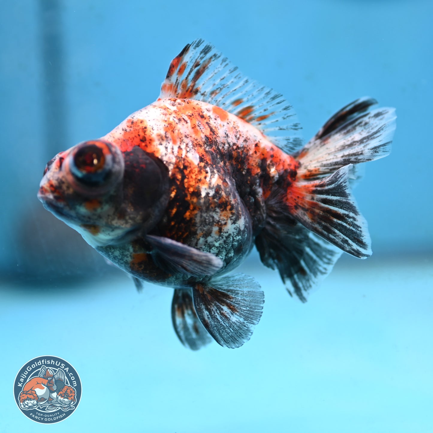 Tricolor Demekin 3.5 inches Body - Male (250117_DK01) - Kaiju Goldfish USA