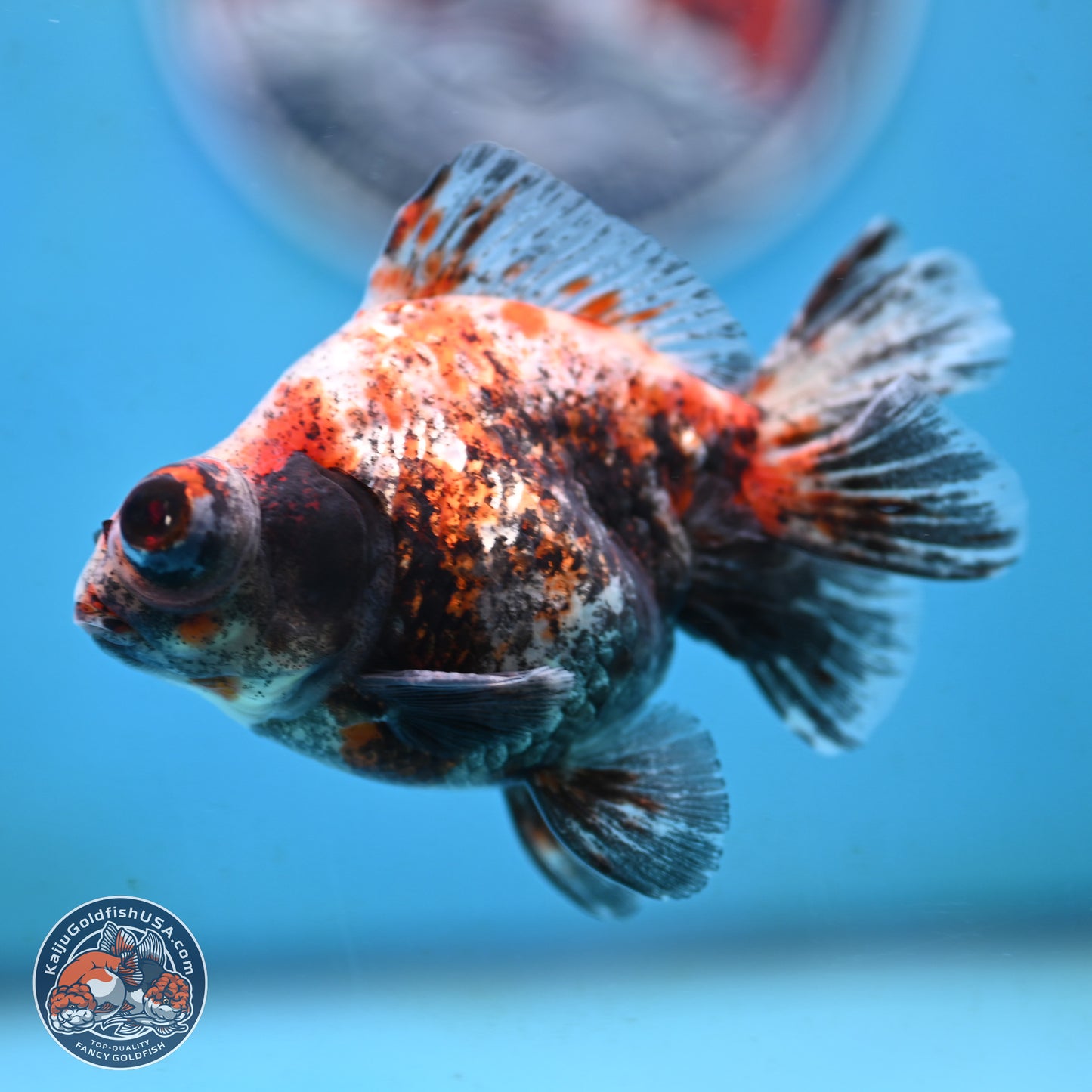 Tricolor Demekin 3.5 inches Body - Male (250117_DK01) - Kaiju Goldfish USA