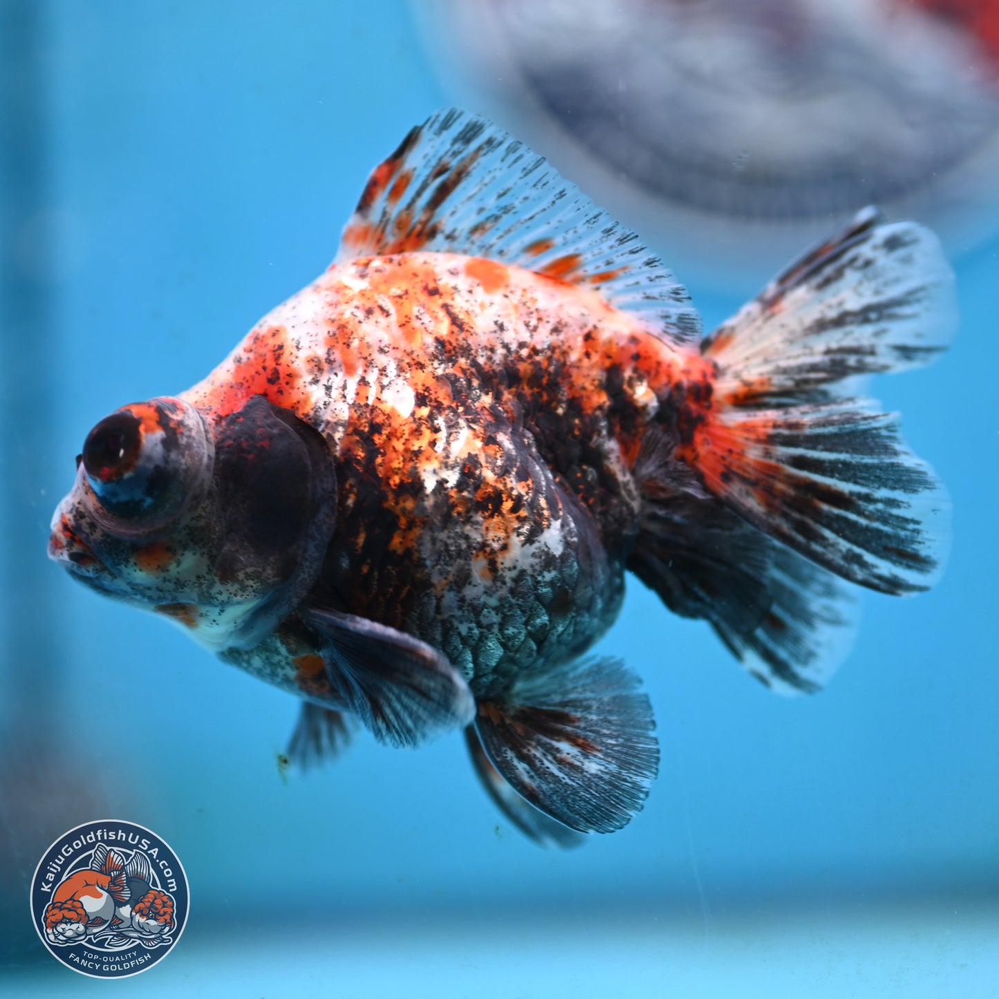 Tricolor Demekin 3.5 inches Body - Male (250117_DK01) - Kaiju Goldfish USA