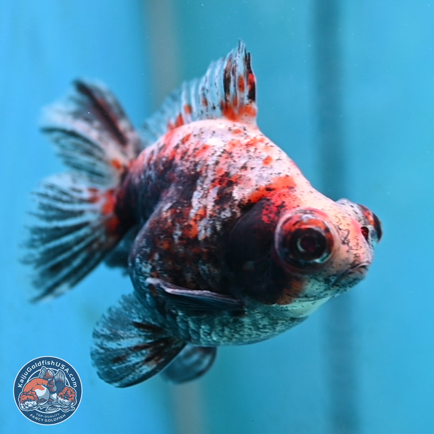 Tricolor Demekin 3.5 inches Body - Male (250117_DK01) - Kaiju Goldfish USA