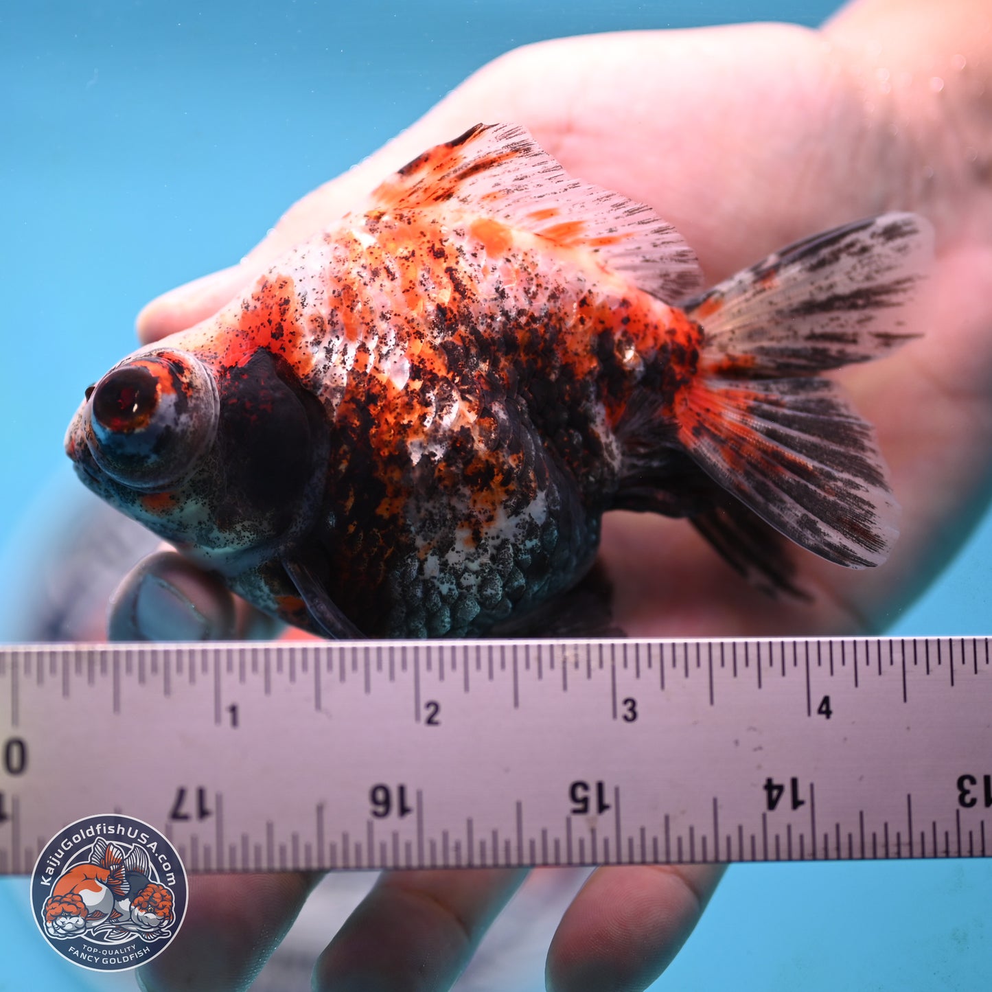 Tricolor Demekin 3.5 inches Body - Male (250117_DK01) - Kaiju Goldfish USA