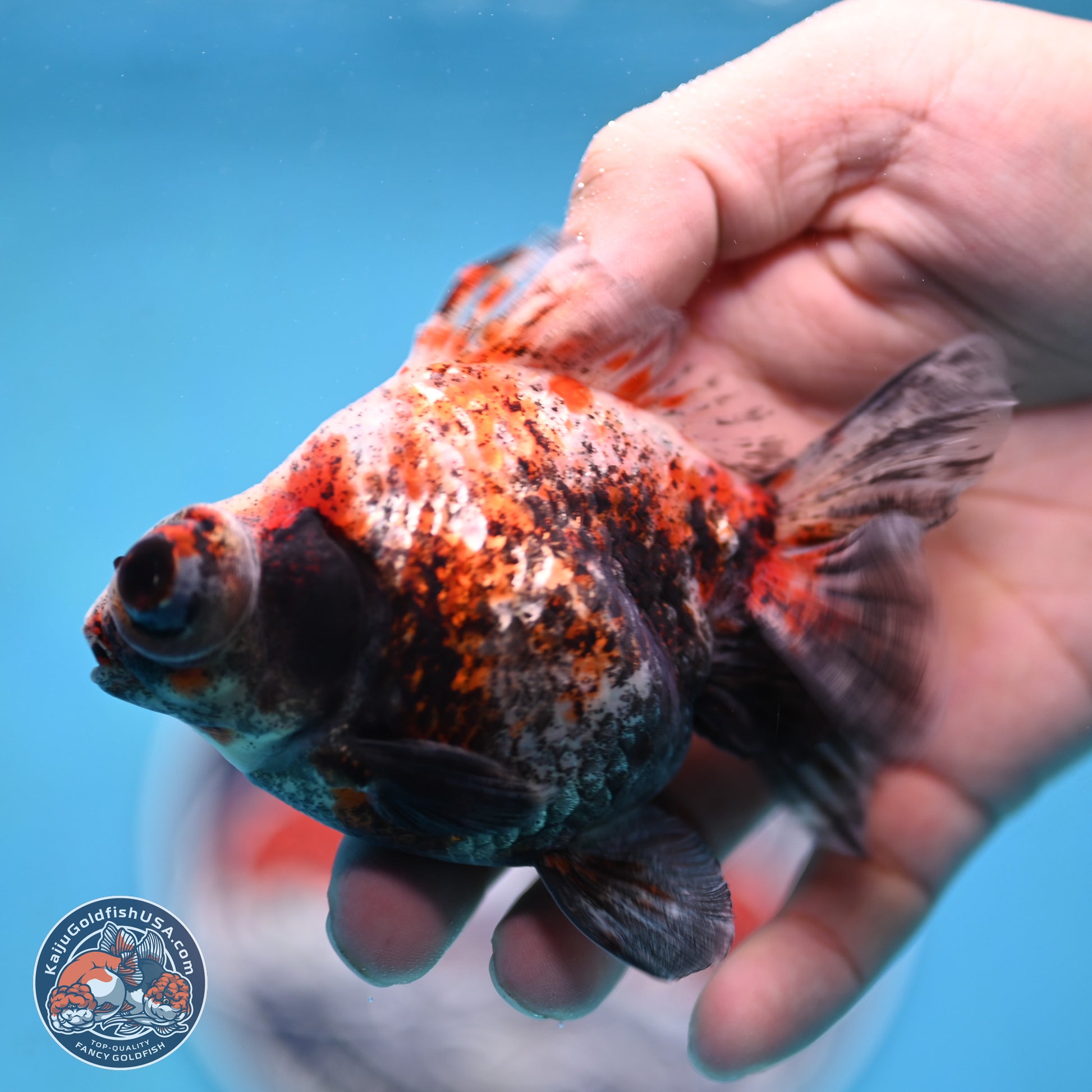 Tricolor Demekin 3.5 inches Body - Male (250117_DK01) - Kaiju Goldfish USA