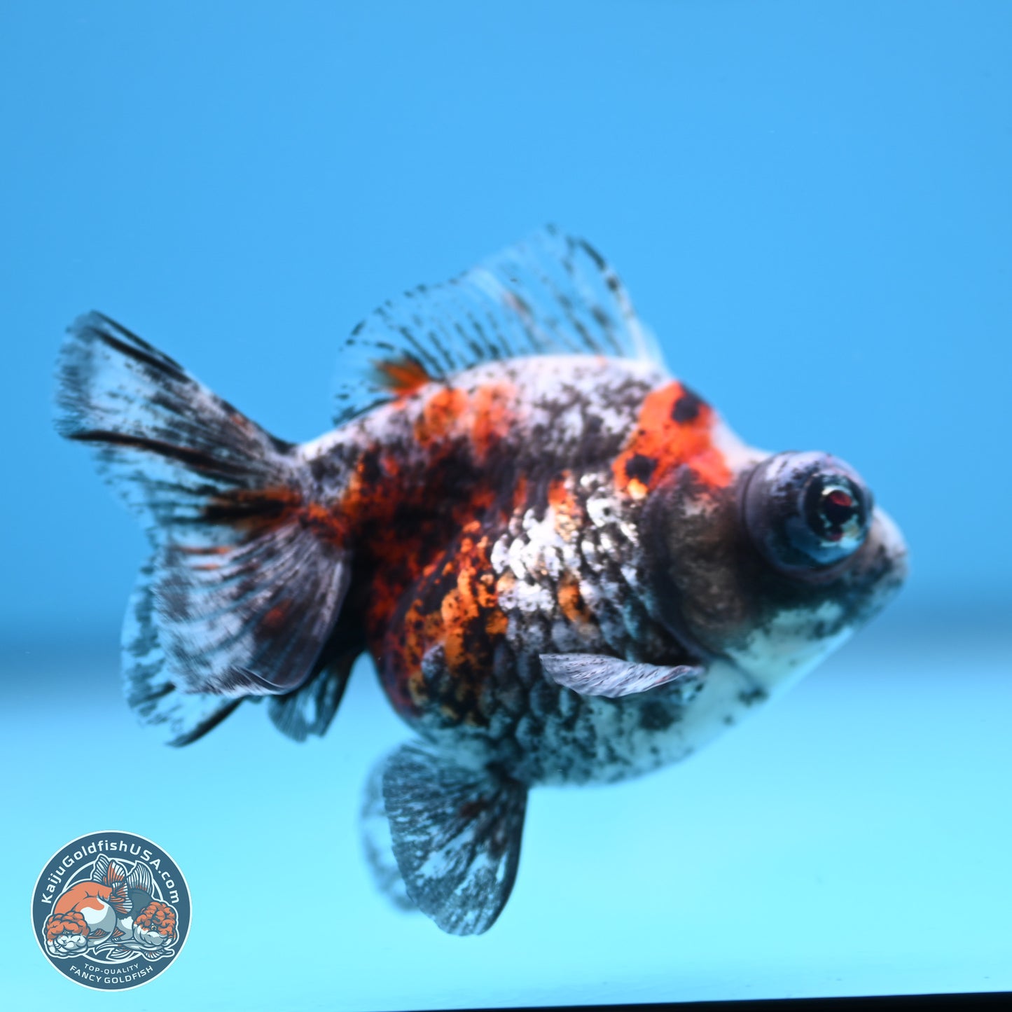 Kirin Demekin 3 inches Body - Unsexed (241227_DK01) - Kaiju Goldfish USA