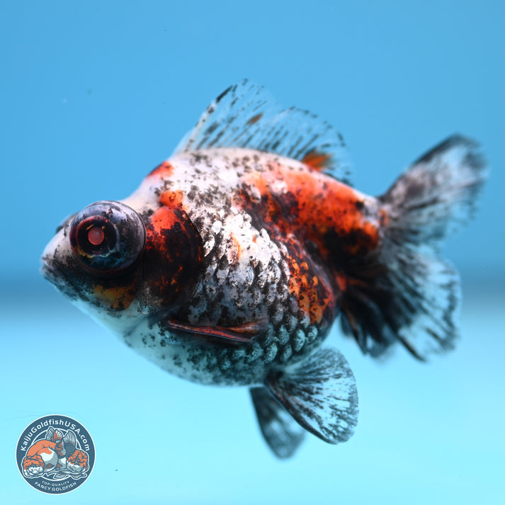 Kirin Demekin Goldfish for Sale | Kaiju Goldfish USA