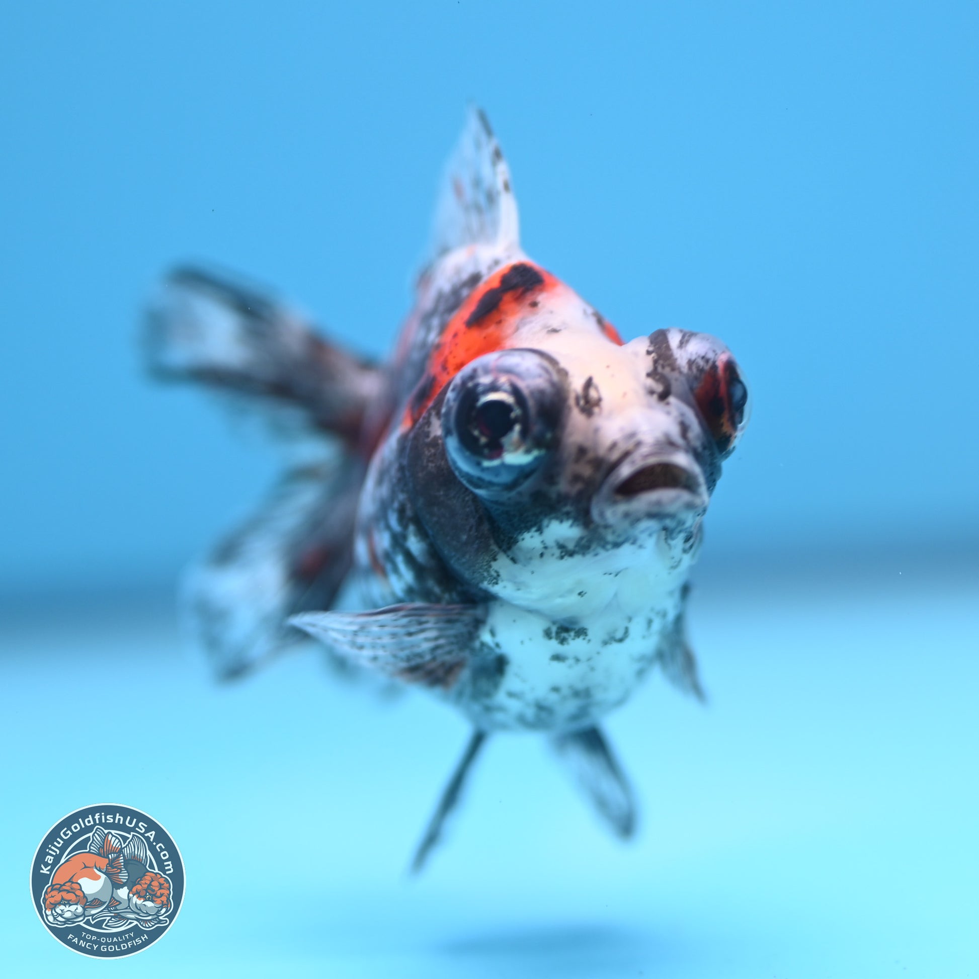 Kirin Demekin 3 inches Body - Unsexed (241227_DK01) - Kaiju Goldfish USA